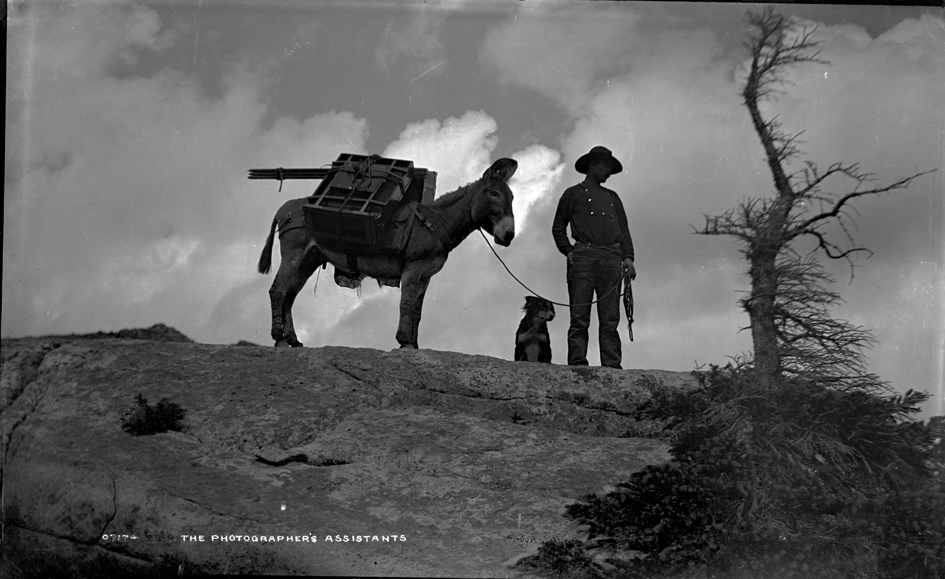 William Henry Jackson posing with a mule atop a cliff.