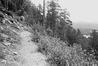 A black and white photo of the trail sloping down to the right. In the background are tall pine trees and some rocks on the left.