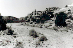 A photo in black and white of a path surrounded by some cacti and rock structures on the right.