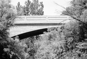 A black and white photo of half of the bridge from one side, obscured greatly by trees.