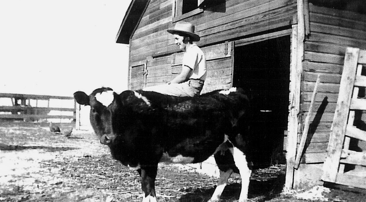 Historic photo showing a girl sitting on a cow.
