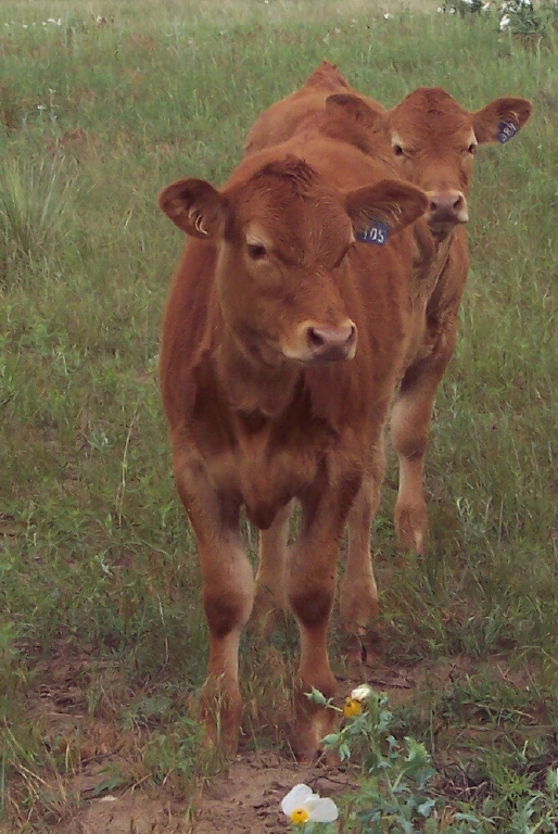 Red Angus calves on the Cook Ranch.