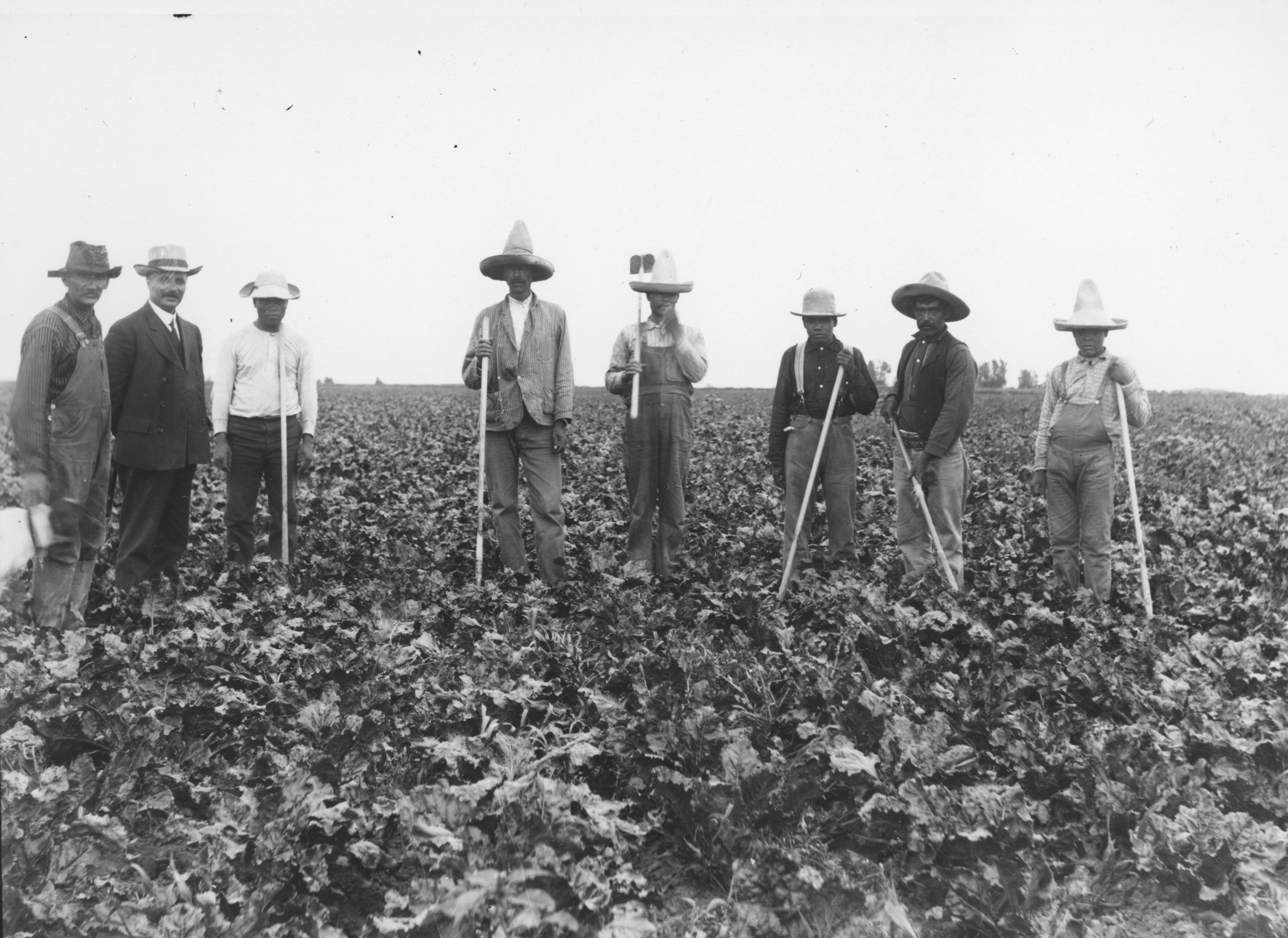 laborers in field of beets