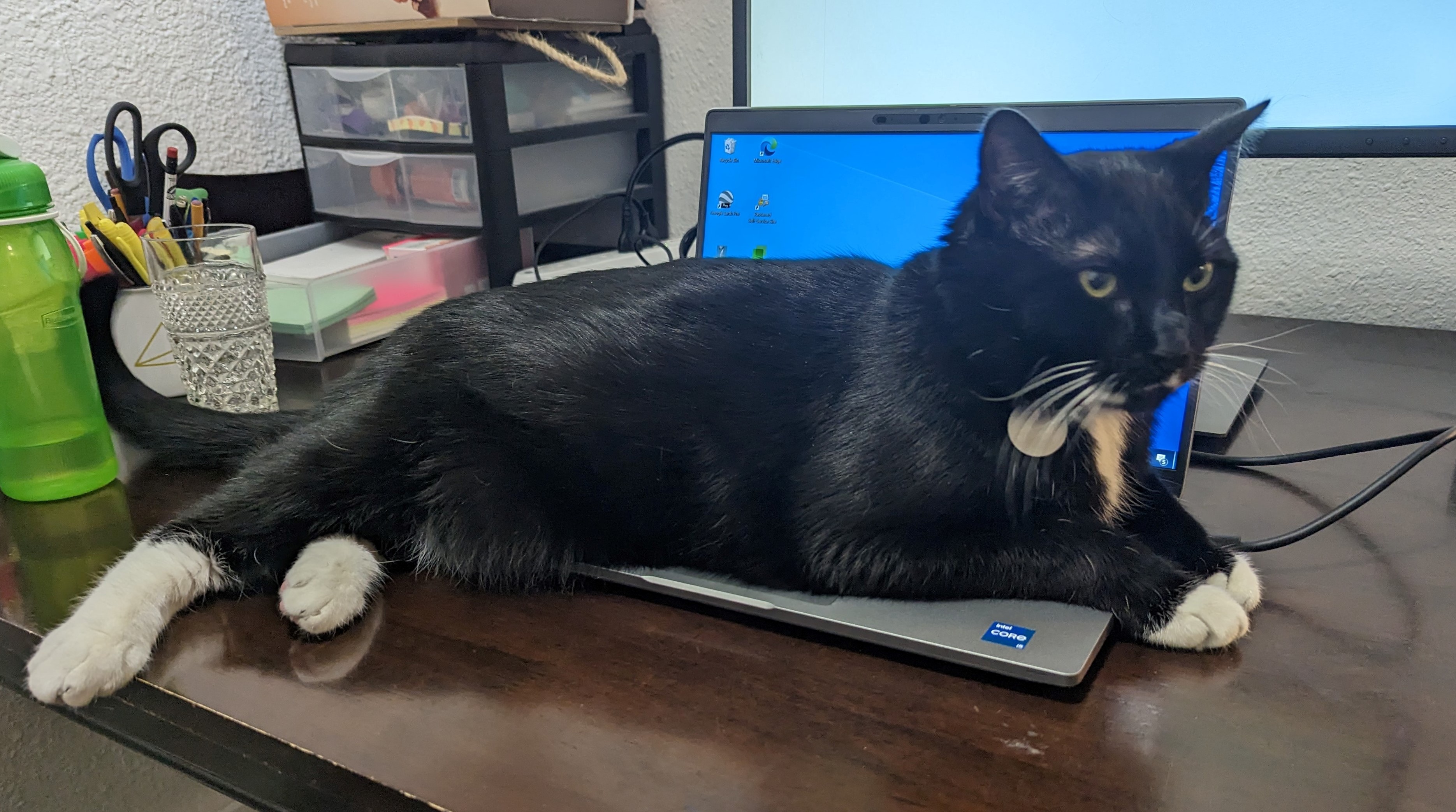 Photo of Charlie, and black cat with white feet. He is laying leisurely across the keyboard of a laptop that sits on his owner's work-from-home desk.