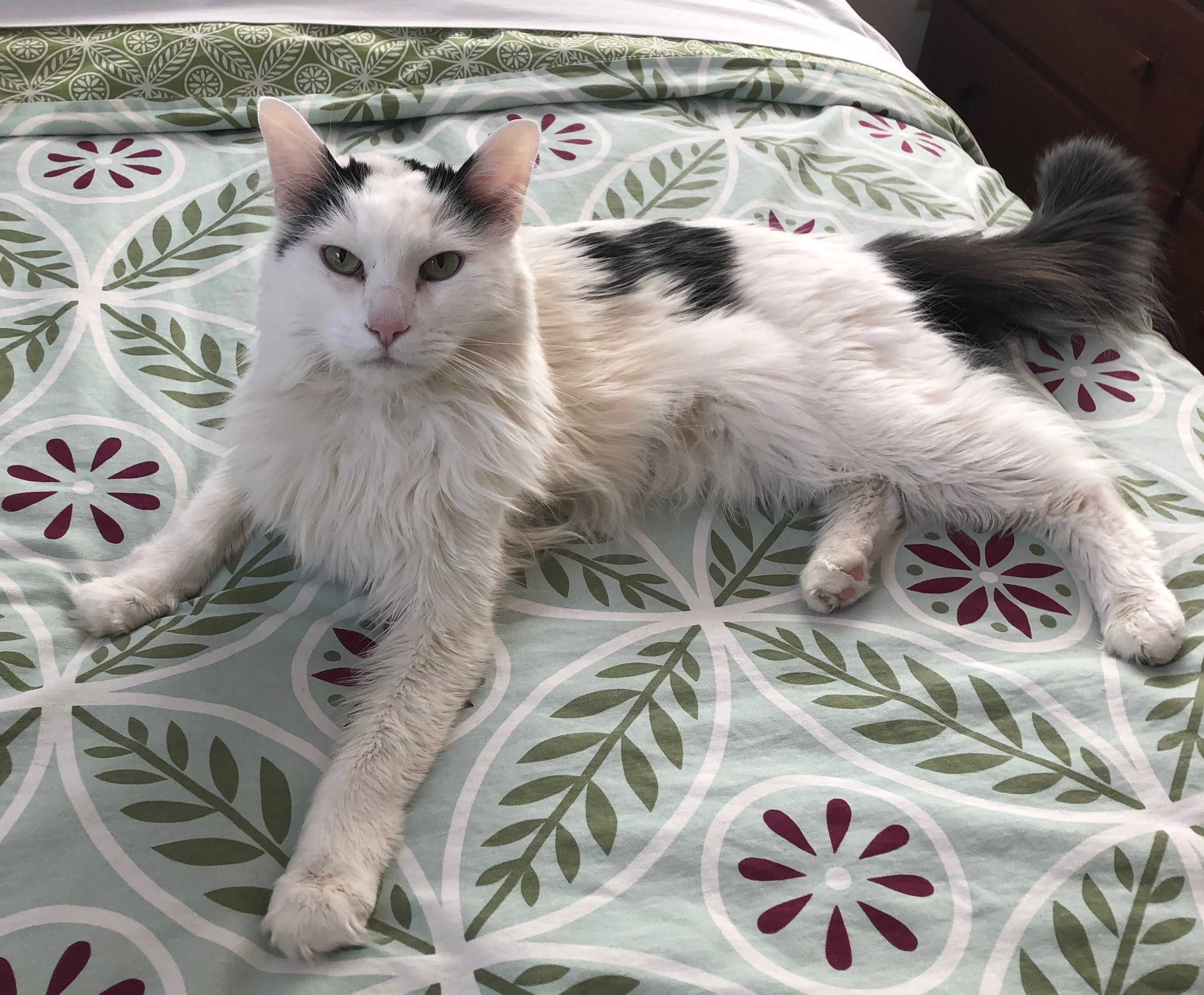 Photo of a fluffy white cat, with a few large black color patches. His name is Meemoo, and he is posing on a bed or sofa that has a flowered pattern on it. He is looking at the camera.