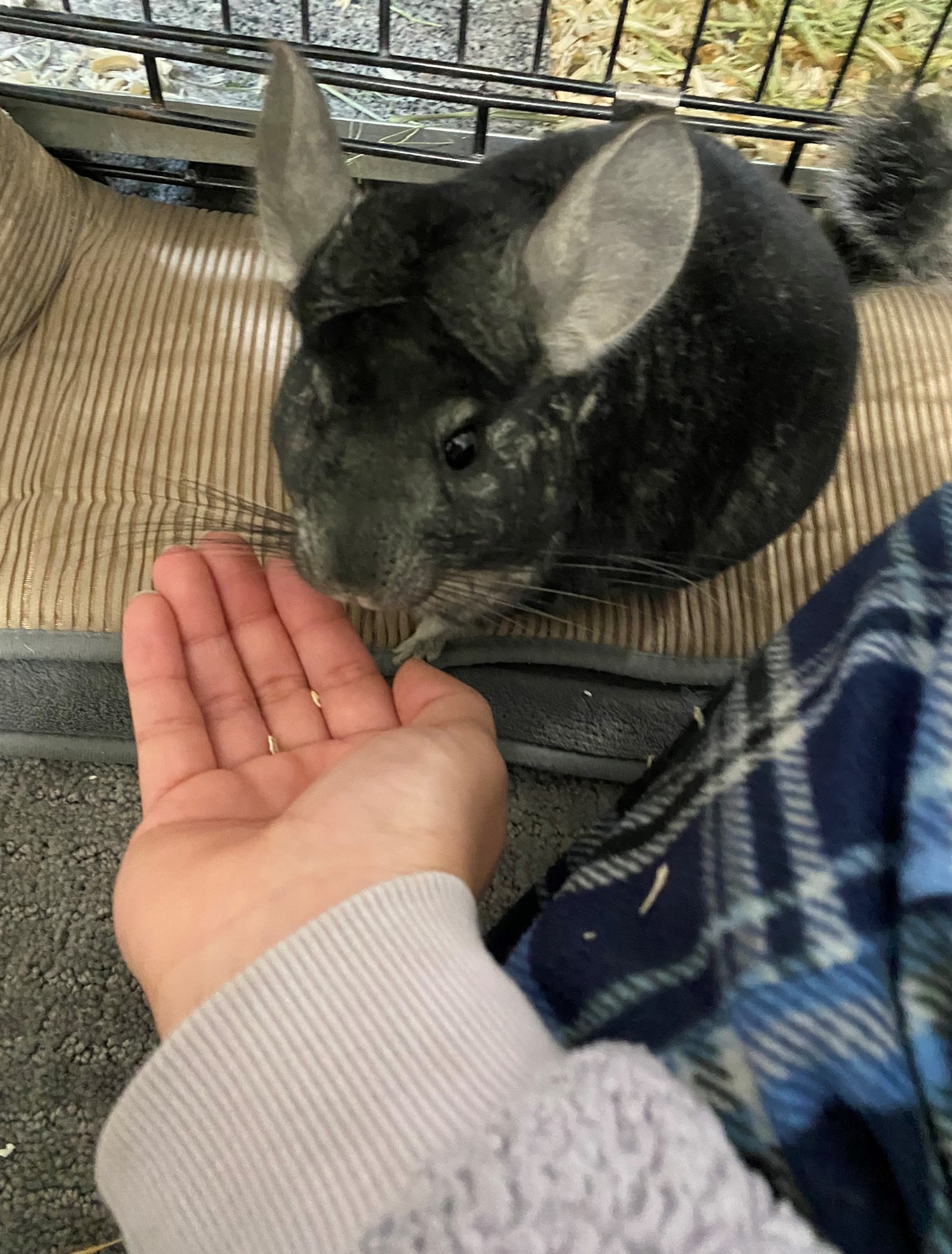 Photo of a black and gray chinchilla, nibbling treats from someone's hand. She has black shiny eyes and lots of long black whiskers.