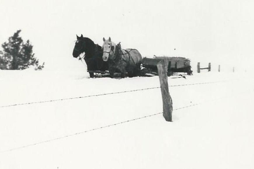 Historic image showing a team and sled, 1931 (5DL.4760)