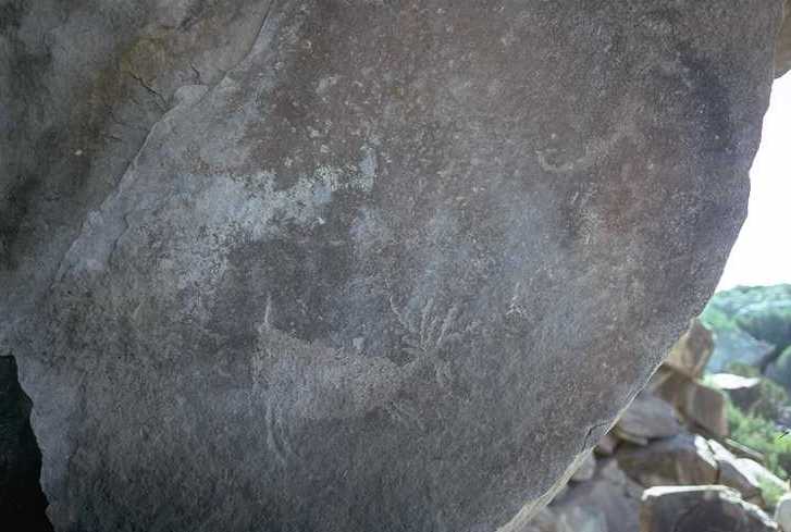 Petroglyph of a deer at Trincheras Cave.