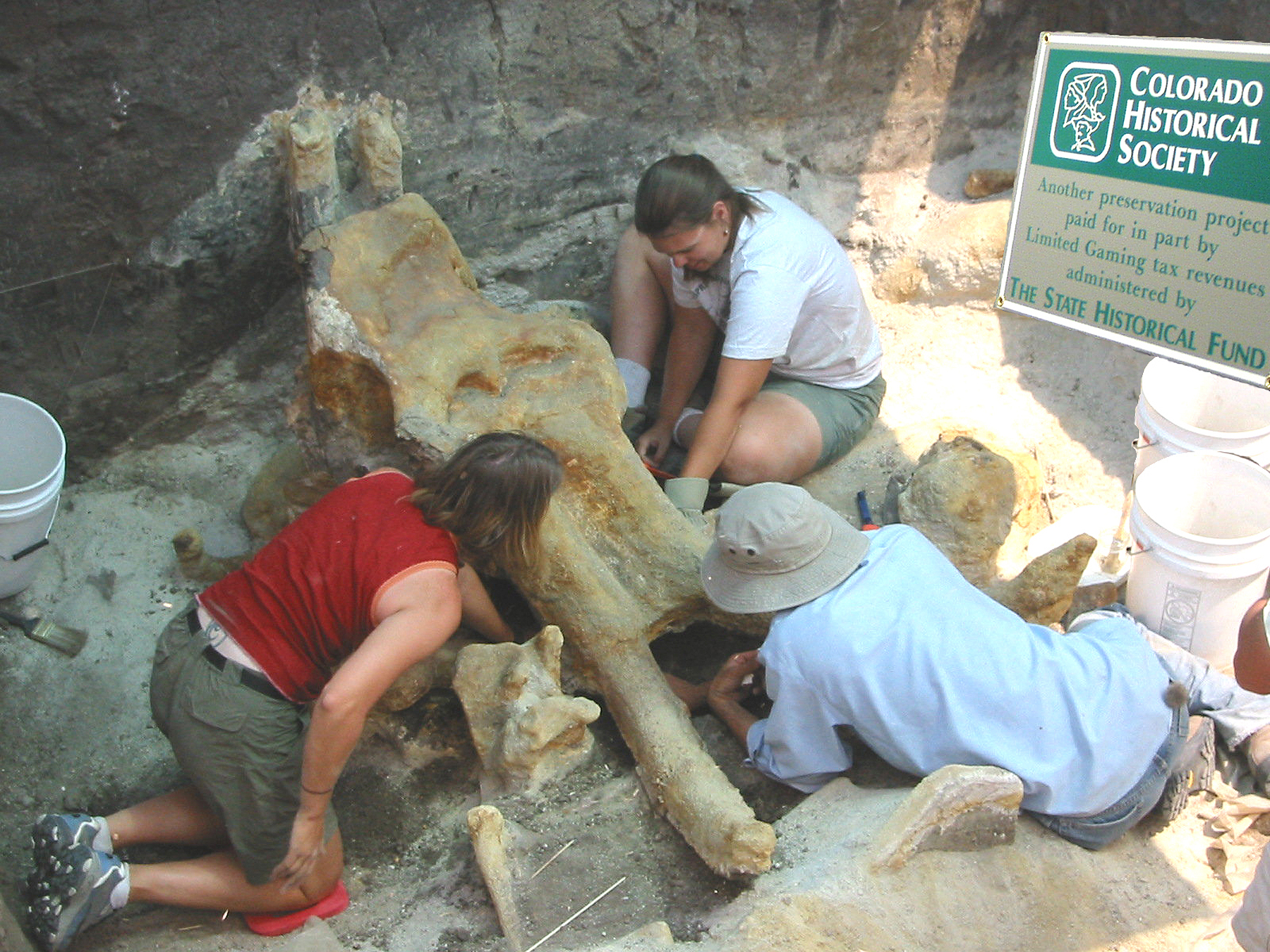 Excavation of Lamb Springs mammoth skull.