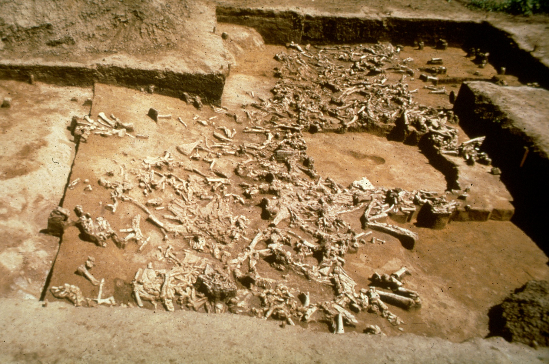 Overview of a bone bed at the Jurgens site.