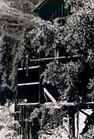 A black and white photo of the mill covered in foliage