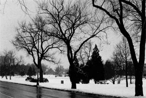 A black and white photo of the park with leafless trees in the foreground, snow on the ground and evergreen trees in the distance. 