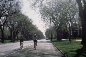 A road with two bicyclists riding on it with sparsely foliated trees on either side and lamppost in the right background. 