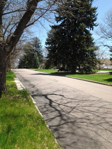 A view of the road with green grass, a leafless tree on the right and a couple evergreens on the right side of the road. 