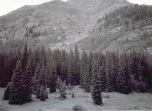 A black and white photo of evergreen trees in front of a mountain