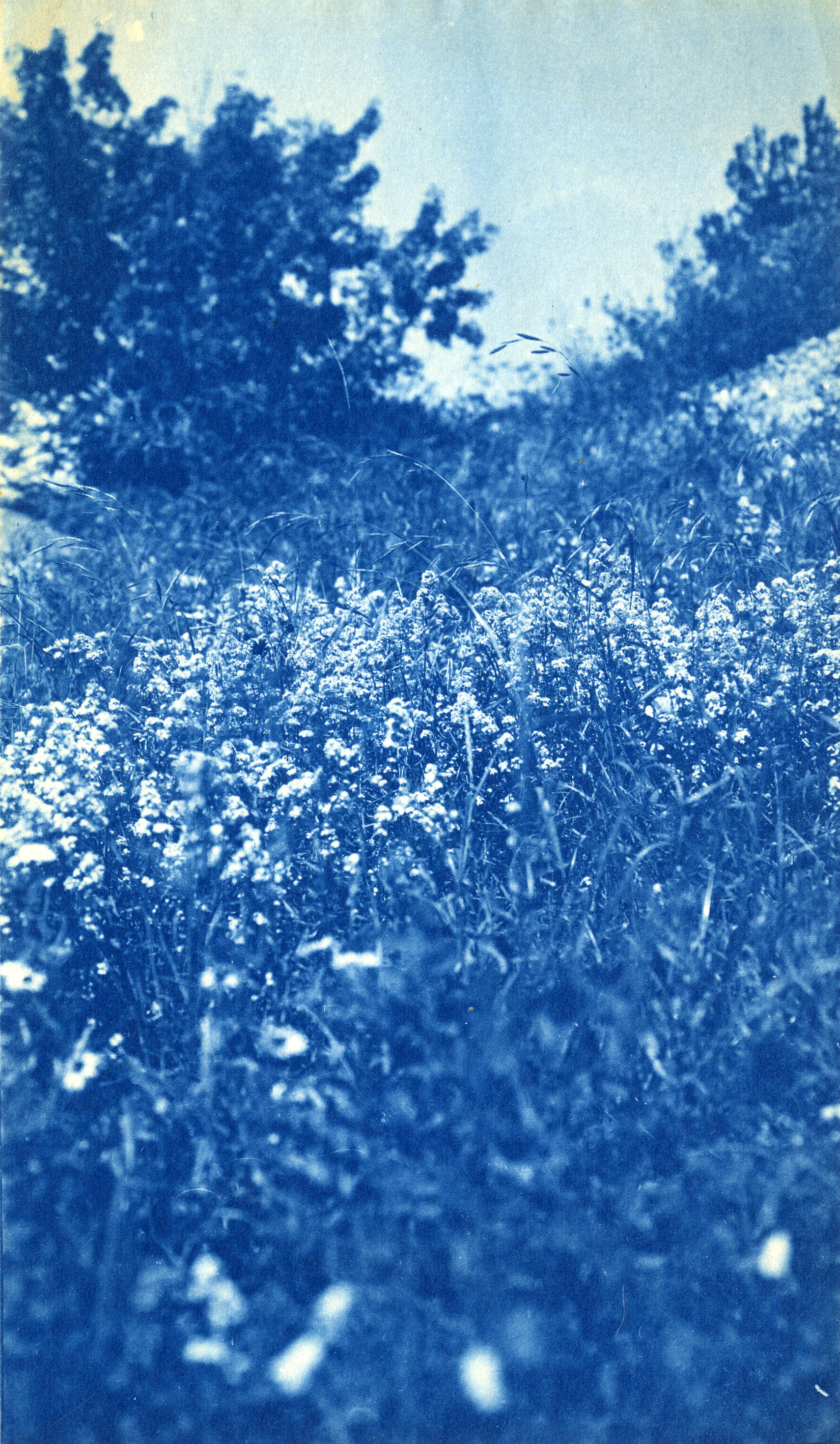 Cyanotype of wildflowers