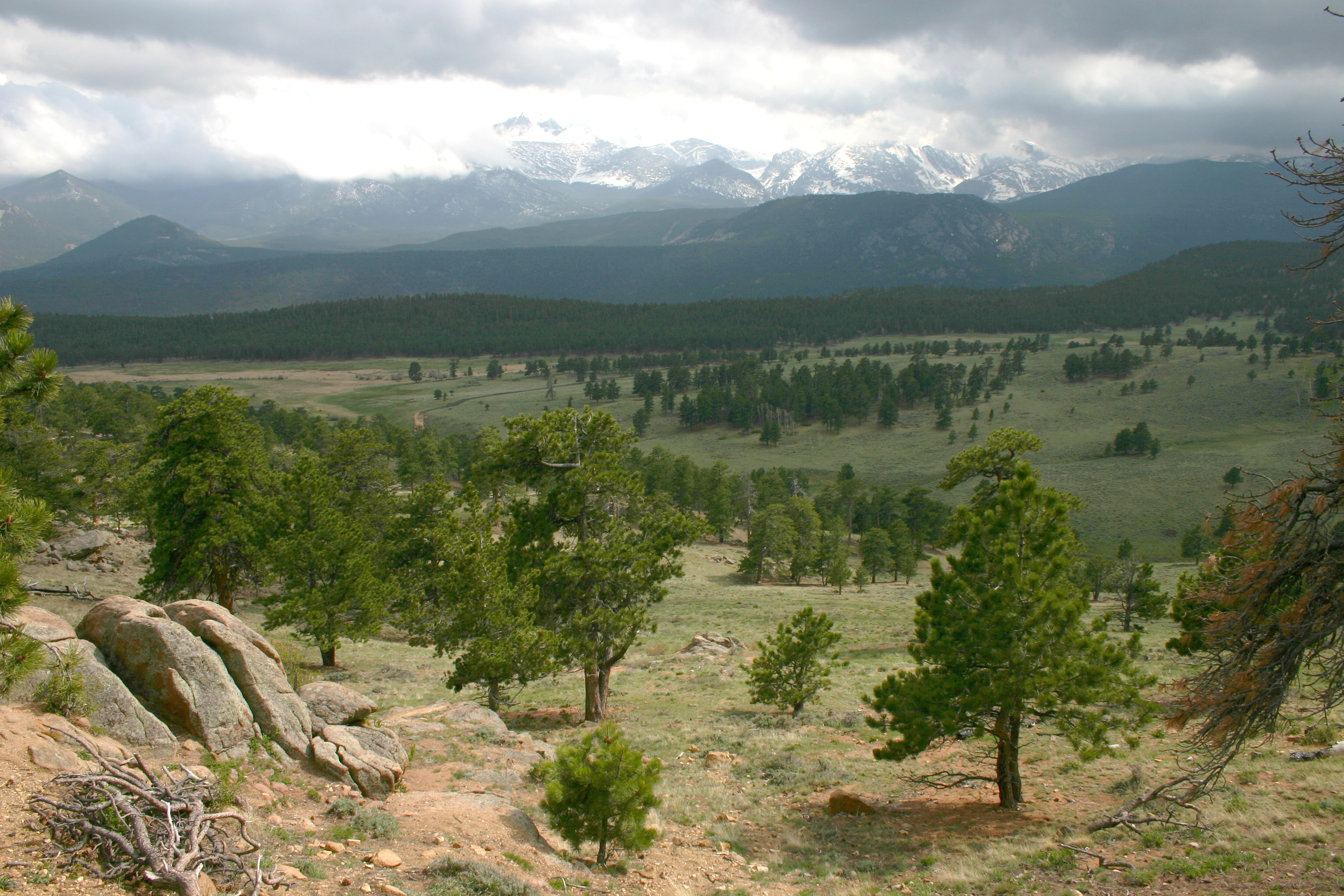 Photo of an open forest of ponderosa pines in Rocky Mountain National Forest. There are a few large boulders in the foreground, and far off along the horizon are the majestic snow-dusted peaks of the Rocky Mountains. In the valley before that, groups of ponderosa pine trees of various sizes are visible along the green and brown hills.