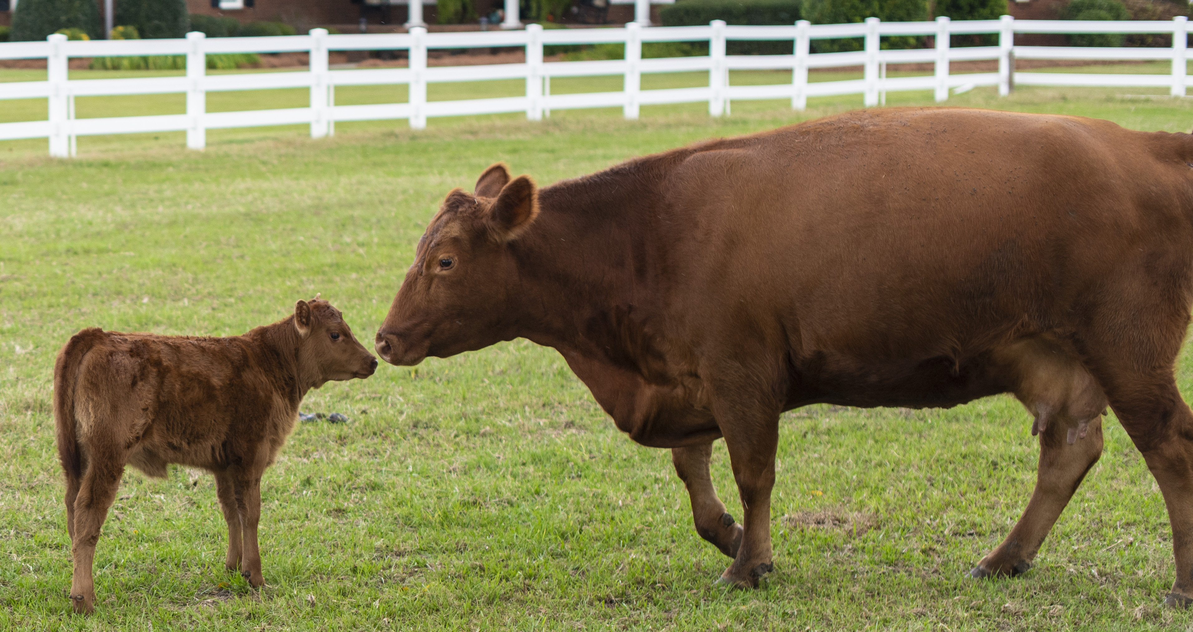 Photo of a mother Red Angus cow and her calf, facing each other while standing in a green pasture.  It is a bright day, and the green grass stretches beyond them, reaching a white split-rail fence in the distance behind them. 