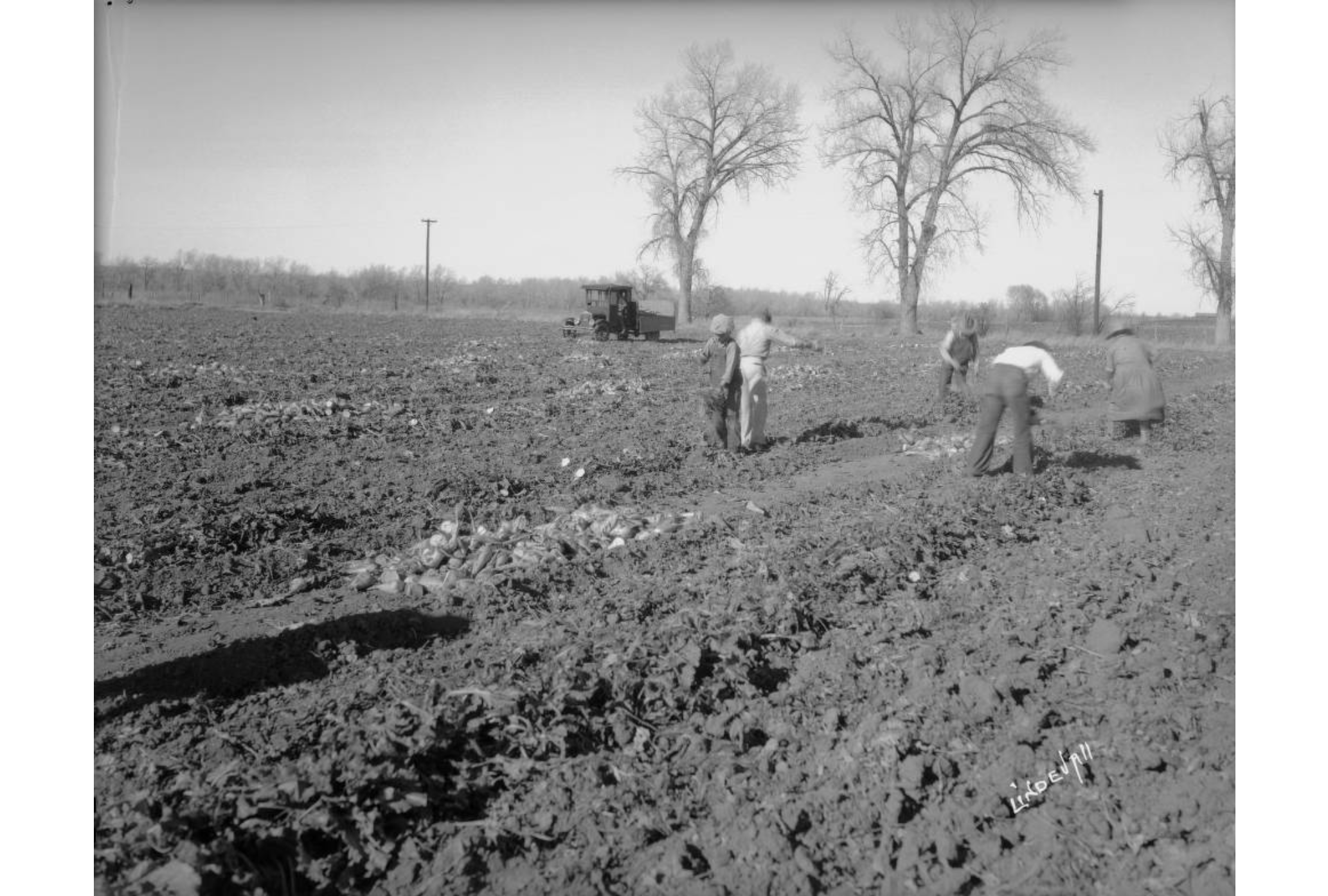 Photo of a sugar beet farm. Five workers, men and women, can be seen tending to the soil. A Model A farm truck is parked in the distance, near a few very tall trees. The workers are all wearing hats and bending over the soil, which has been plowed in anticipation of crops.