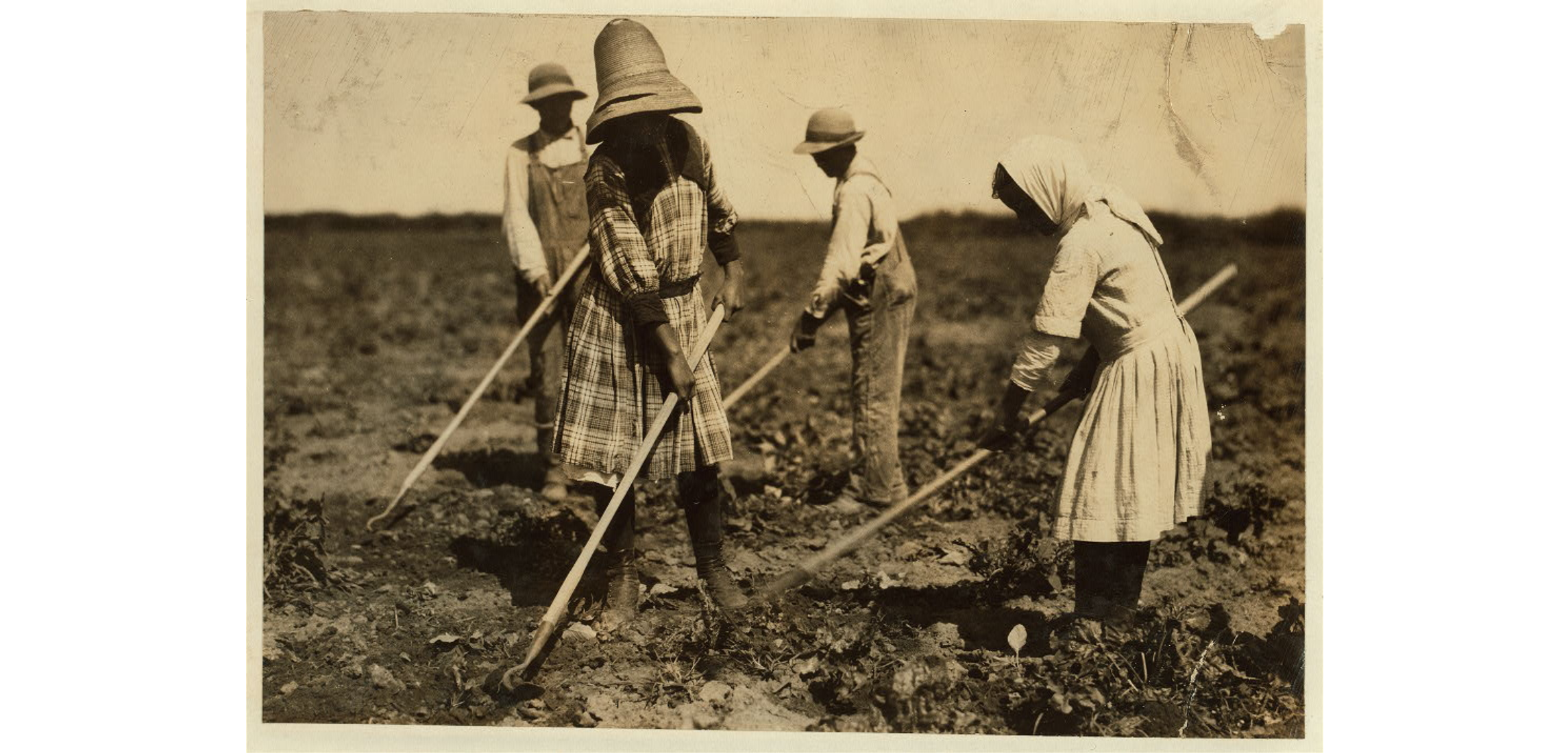 Photo of four children using hoes and working in a field to tend to the sugar beet crops. The taller girl in the foreground is wearing a plaid dress with dark boots and a long-brimmed hat. The other girl, working next to her, is wearing a white scarf on her head, and a white dress with dark boots. The two boys in the background are both wearing overalls and white shirts, with brimmed hats. All of the children are looking down at the ground and their faces can't be seen. The crops are not yet very tall. 
