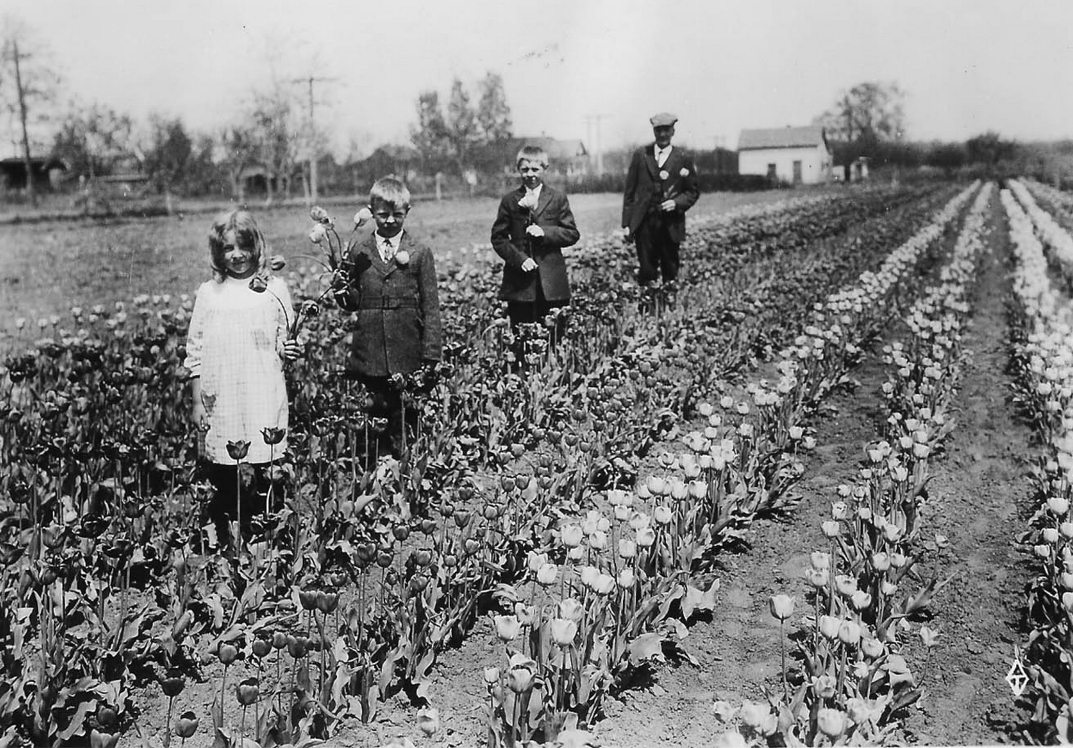 Three children and a man in early 20th century clothing walk through rows of tulips. Two of the children, a boy and a girl, hold tulips in hand. The man in the back has a tulip in the lapel of his dark coat. Behind them a farmhouse is visible.