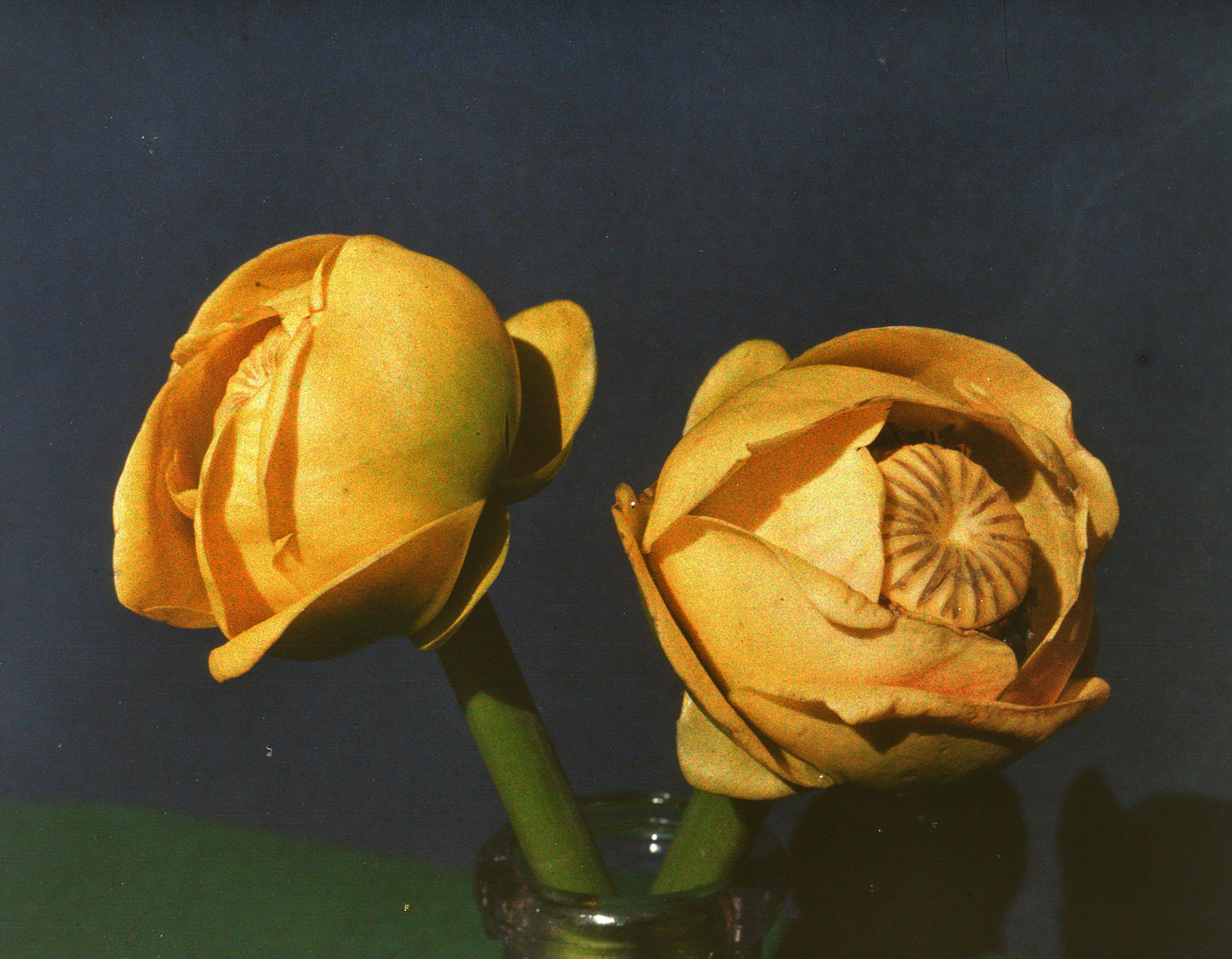 A color photograph of the Great Yellow Pond-Lily, a yellow rose-like flower growing in green foliage.