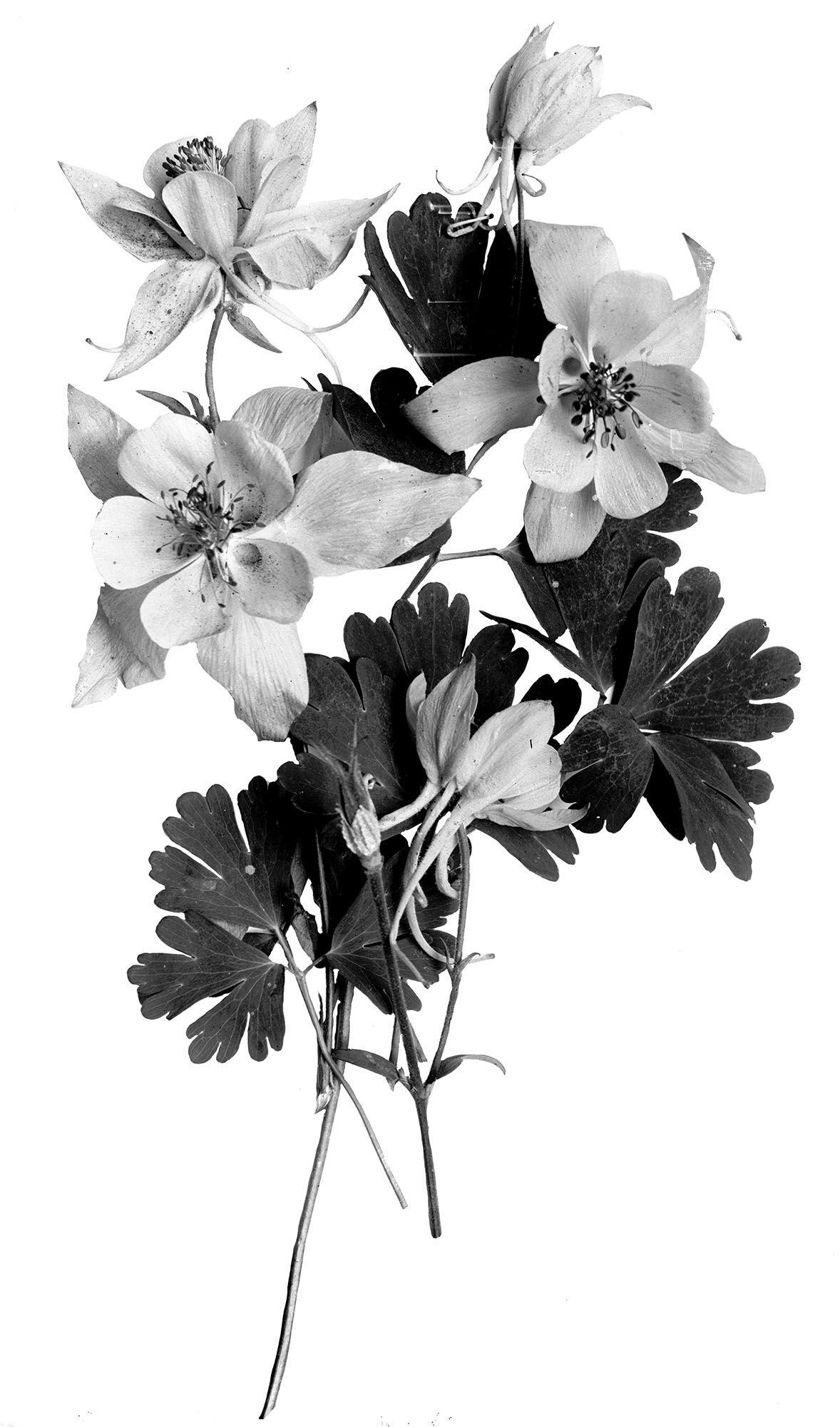 A black and white photos of a clipping of Columbine flowers and leaves.