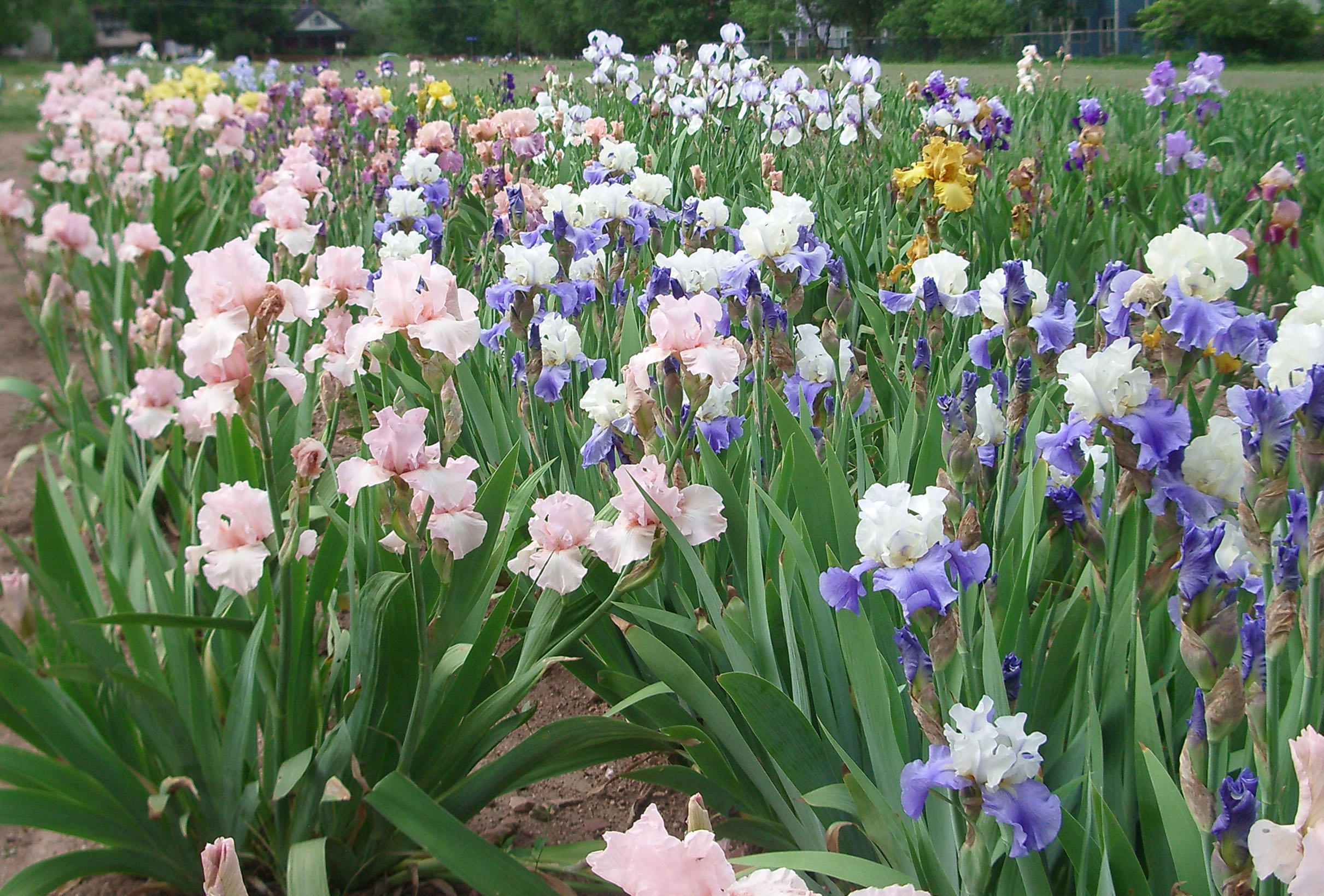 A field of irises in bloom.