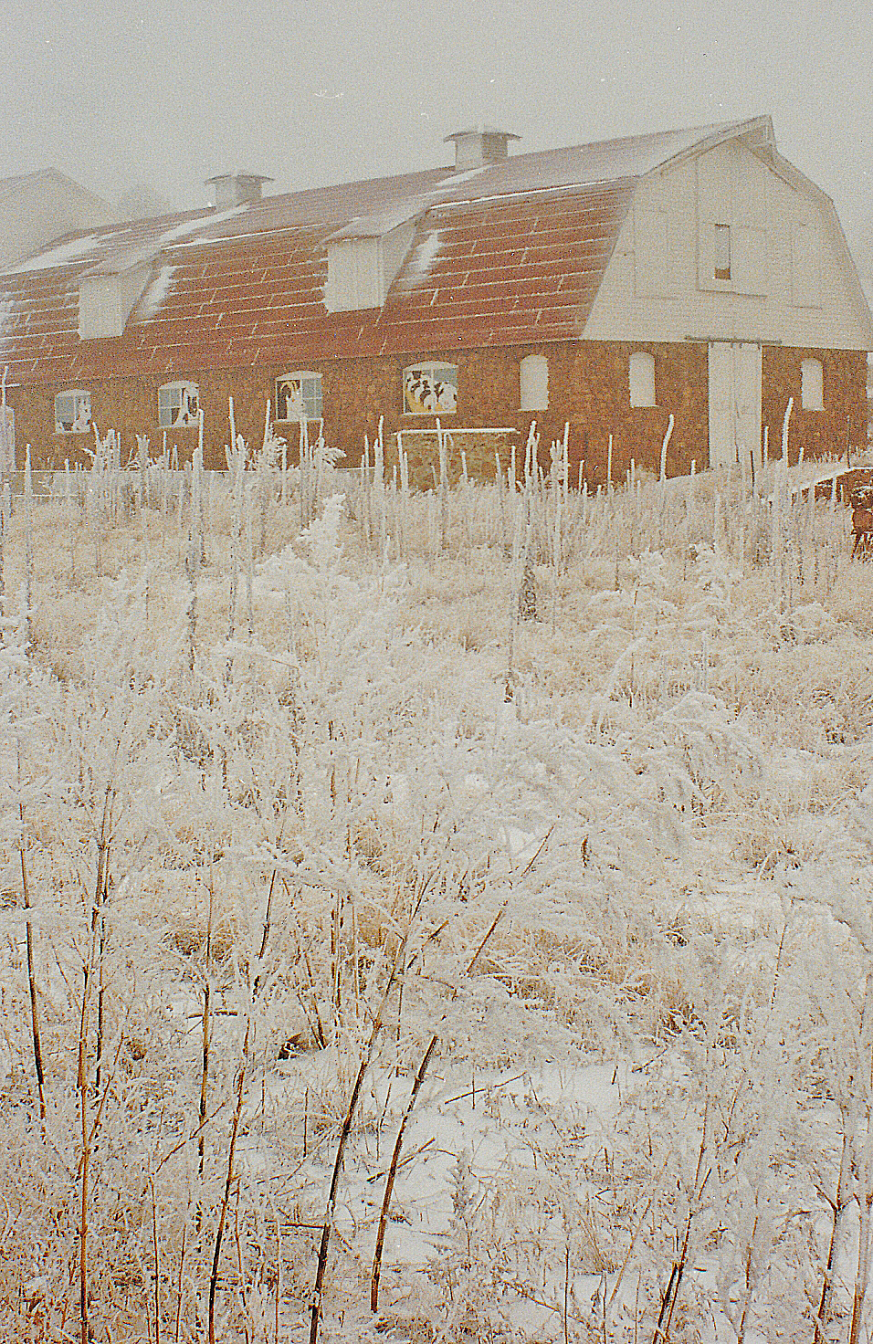 Winter at the MWA tuberculosis sanatorium’s dairy farm.