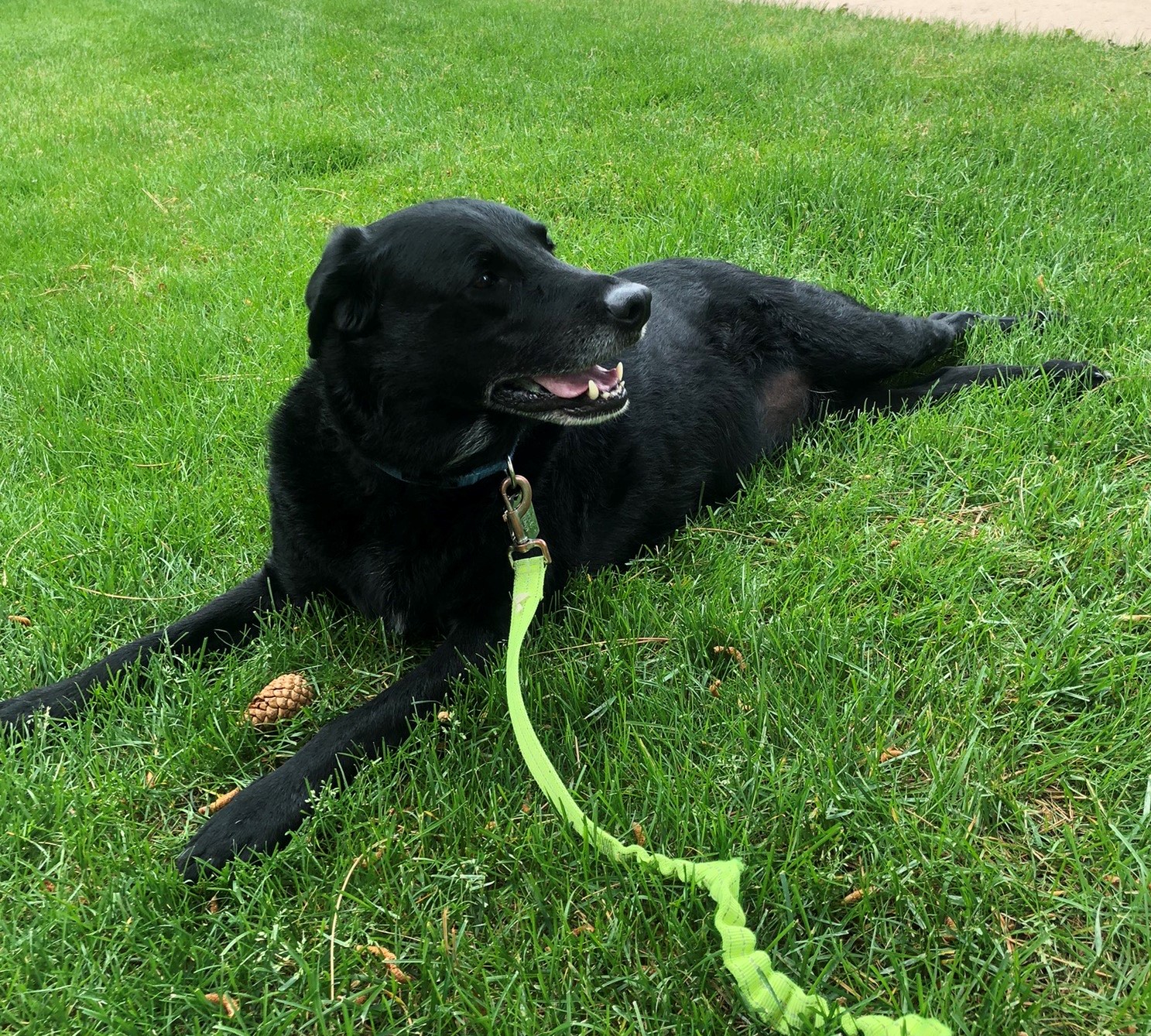 Photo of Bowie, a black Labrador who is stretched out and relaxing in the green grass following a walk.