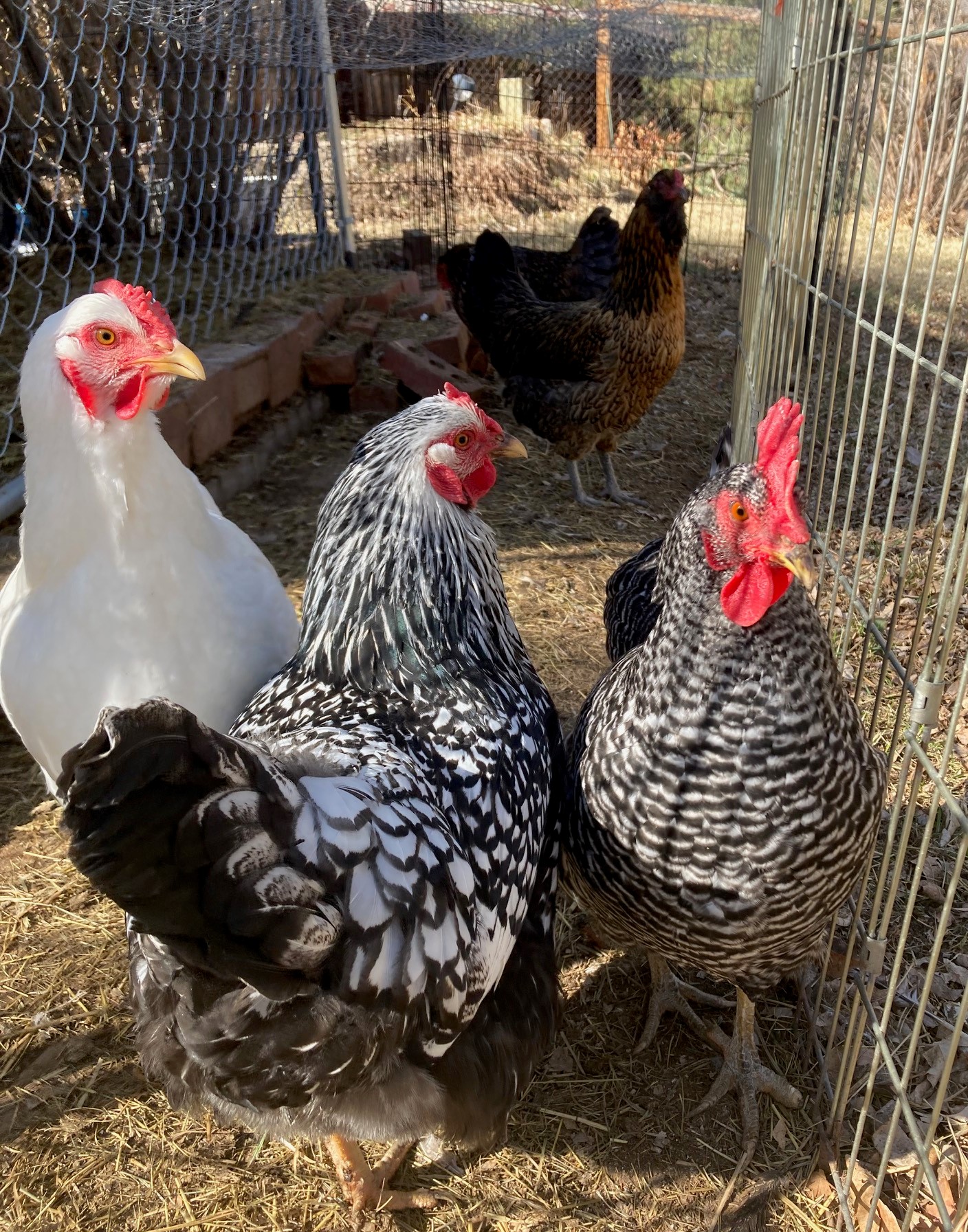 Photo of chickens, walking around in their fenced pen. Two of them are black and white speckled and are standing next to a white chicken, while the reddish brown chickens are walking around at the back of the pen.