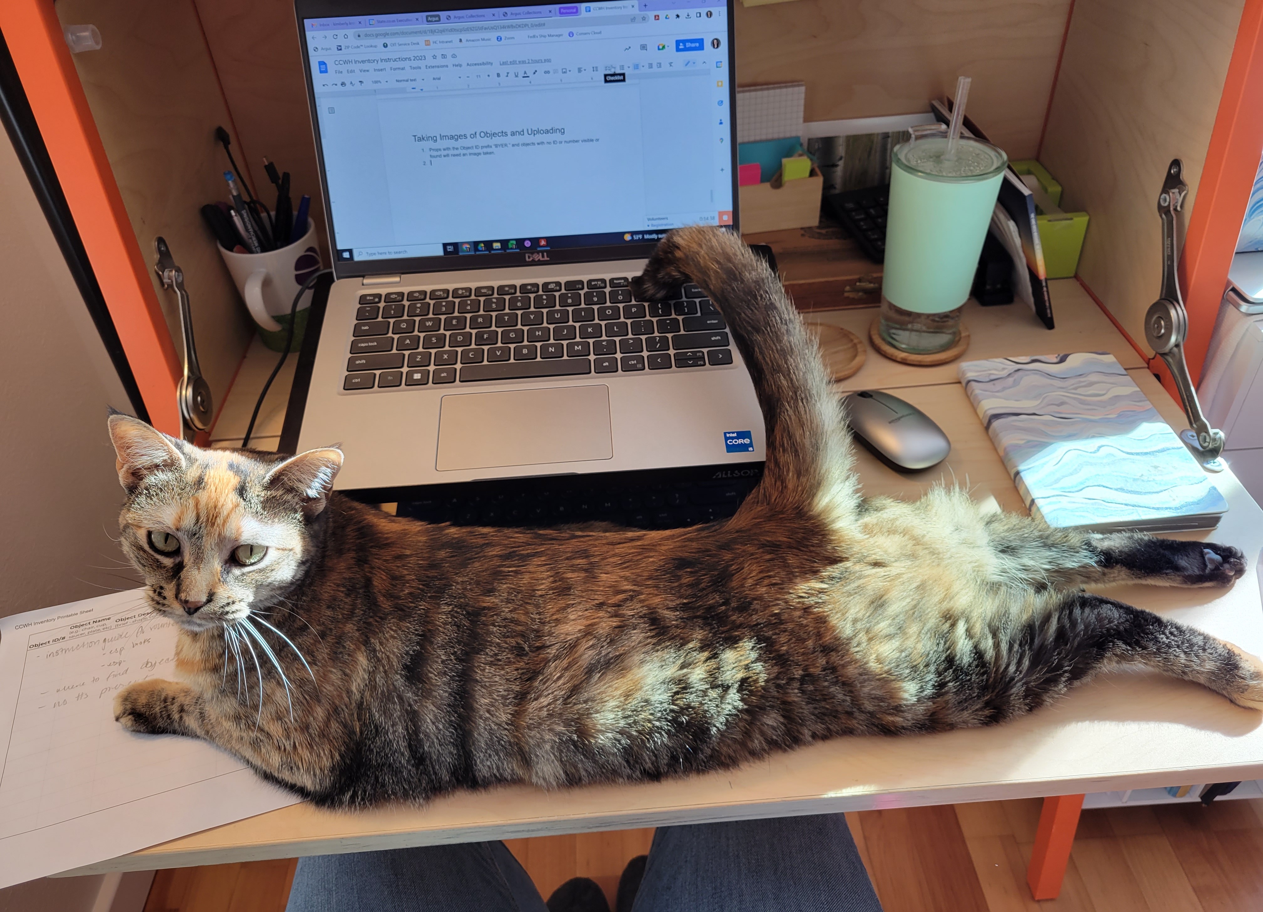Photo of Cocoa the tabby cat, laying stretched across the desk directly in front of her owner's open laptop. Her front paws rest on some paperwork, and her back legs are stretched out flat behind her. She is looking at the camera proudly.
