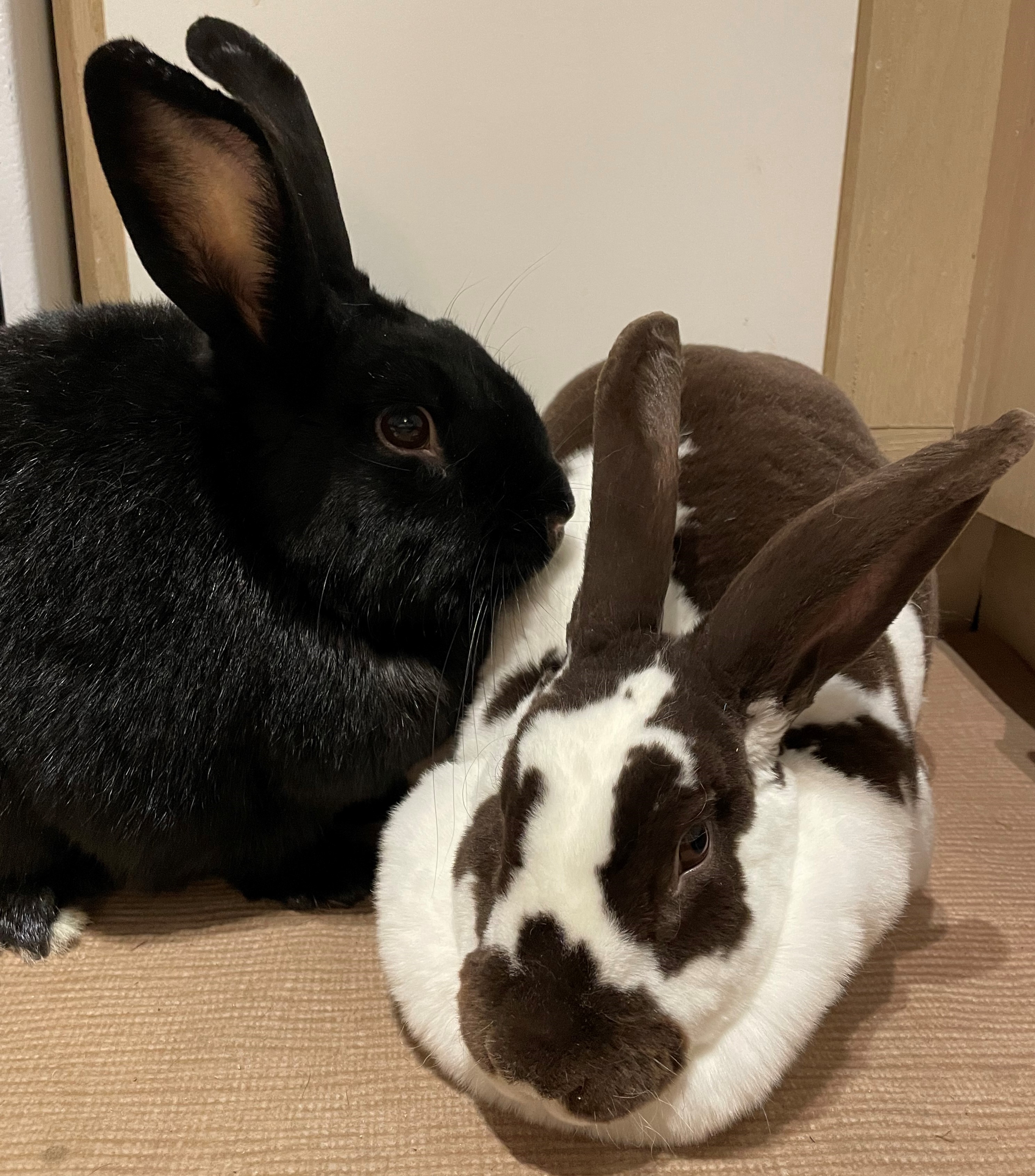 Photo of two rabbits, standing next to each other to have their photo taken. The rabbit on the left is black, with his ears pert, and his friend on the right is brown and white, with distinctive markings on its face.