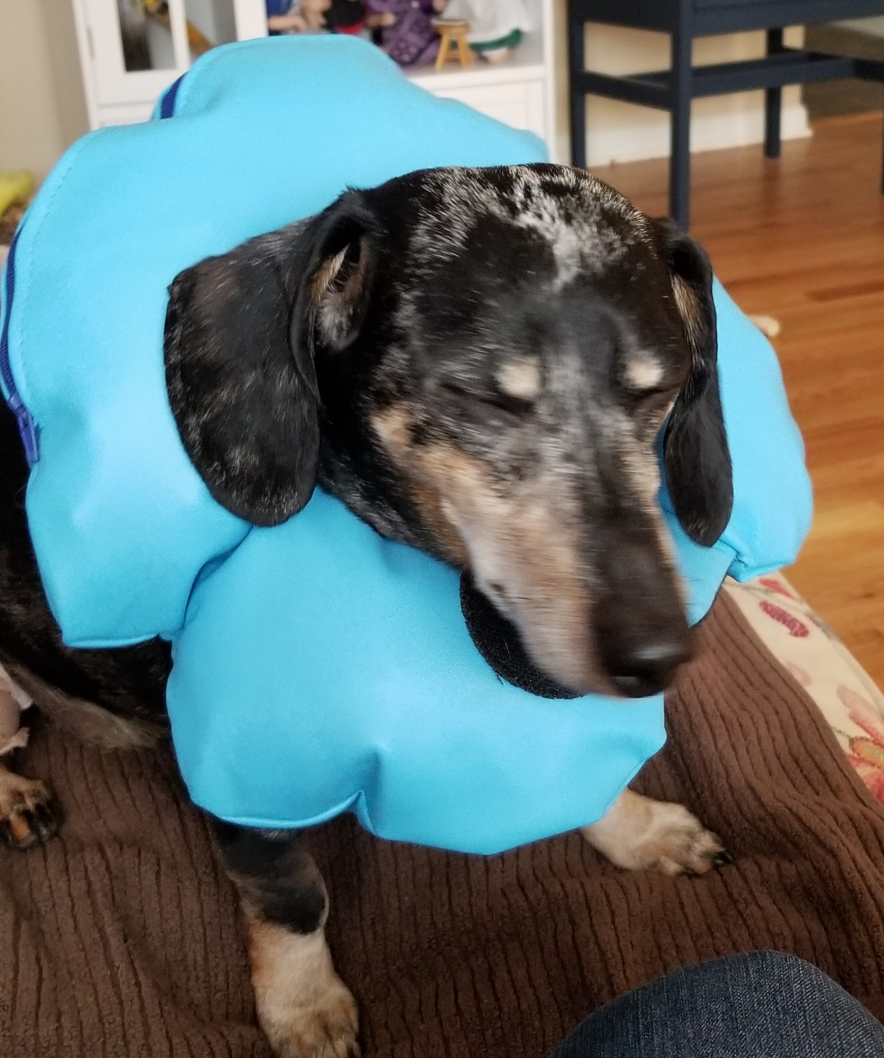 Photo of a little Dachshund with dappled fur of tan, black, and white on his head. He is closing his eyes for the photo, probably because he has to wear a puffy, bright blue "cone of shame" collar around his neck.