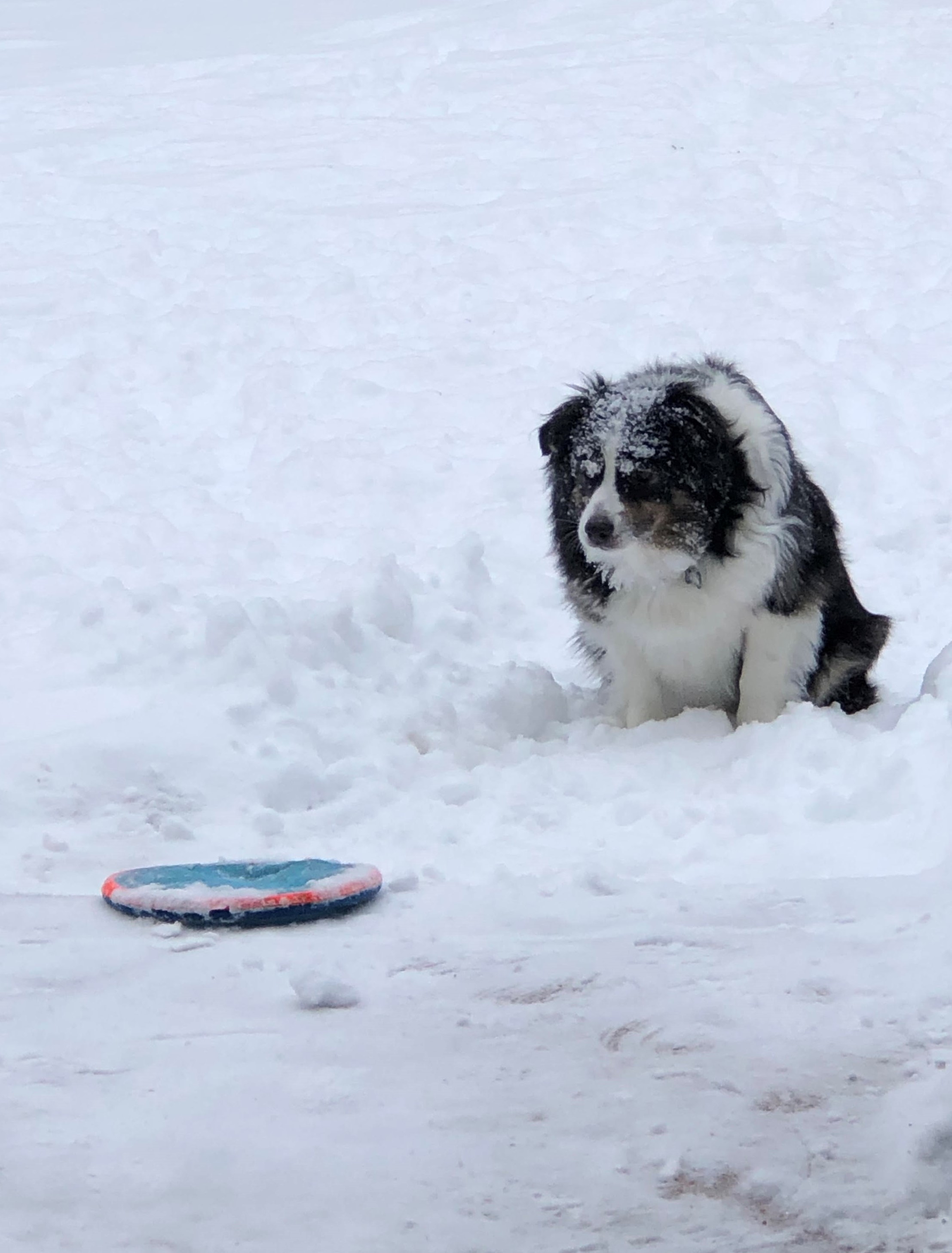 Photo of a fluffy long-haired dog, sitting in a few inches of snow, laser-focused on the frisbee on the ground a few feet in front. The snow on the top of their head is not distracting them from the wait for someone to toss the frisbee.