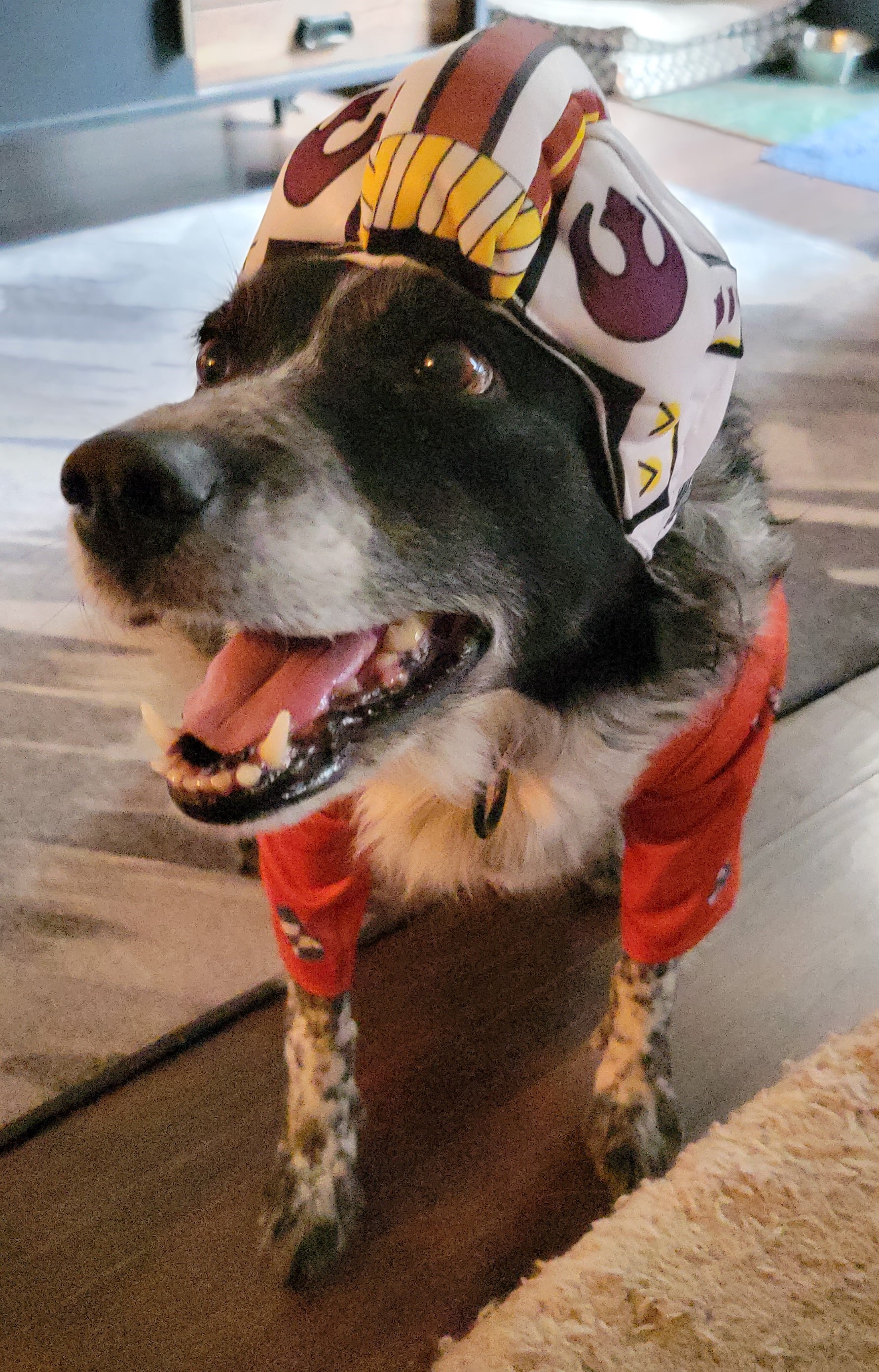Photo of Laika, a black and white dog with speckled front legs and paws. She is posing for the camera and wearing her Resistance X-Wing Pilot helmet.