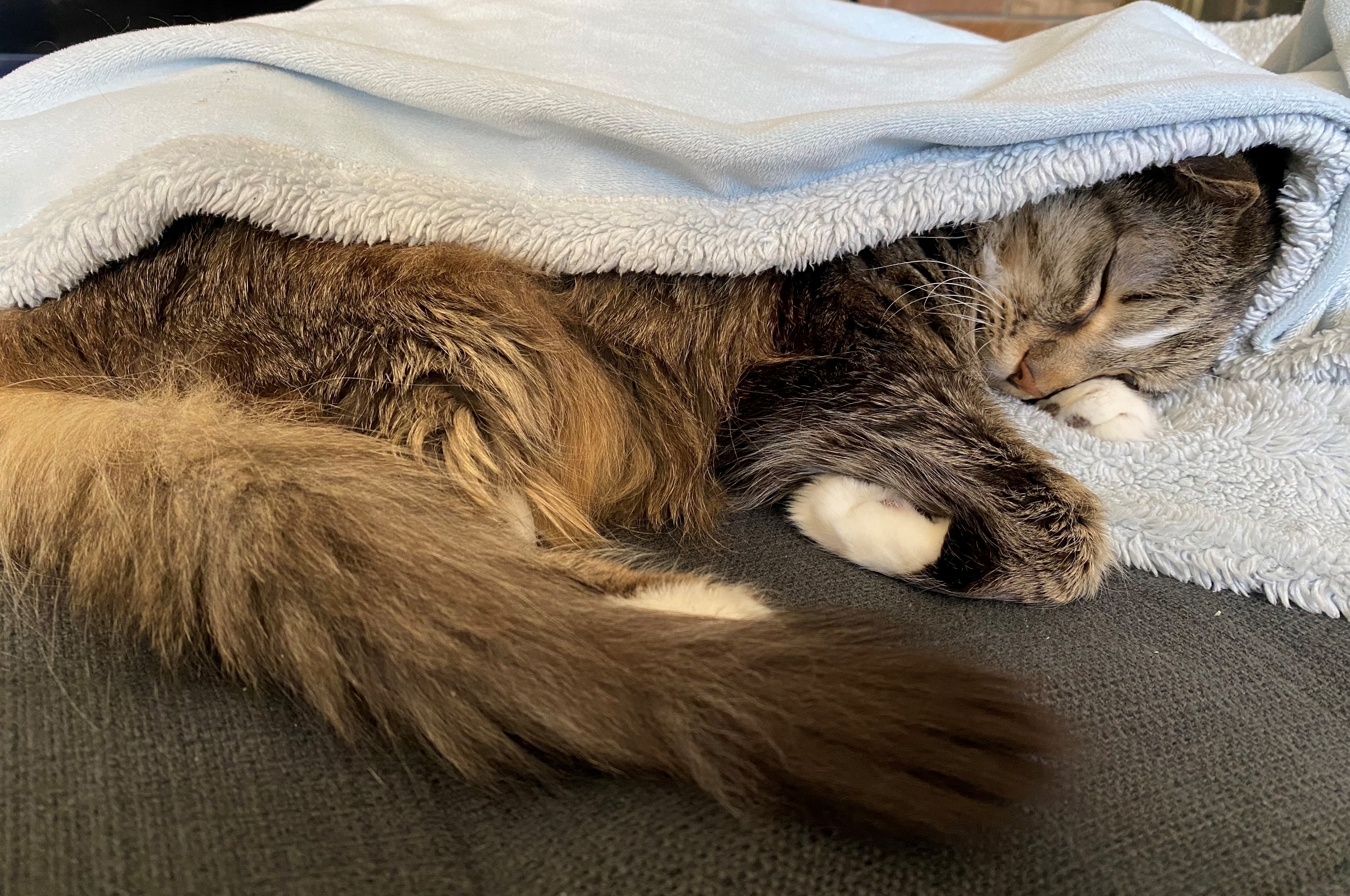 Photo of gray cat named Lulu. She has a fluffy tail and is laying on a gray sofa, curled up and sleeping under a light blue fleecy blanket.