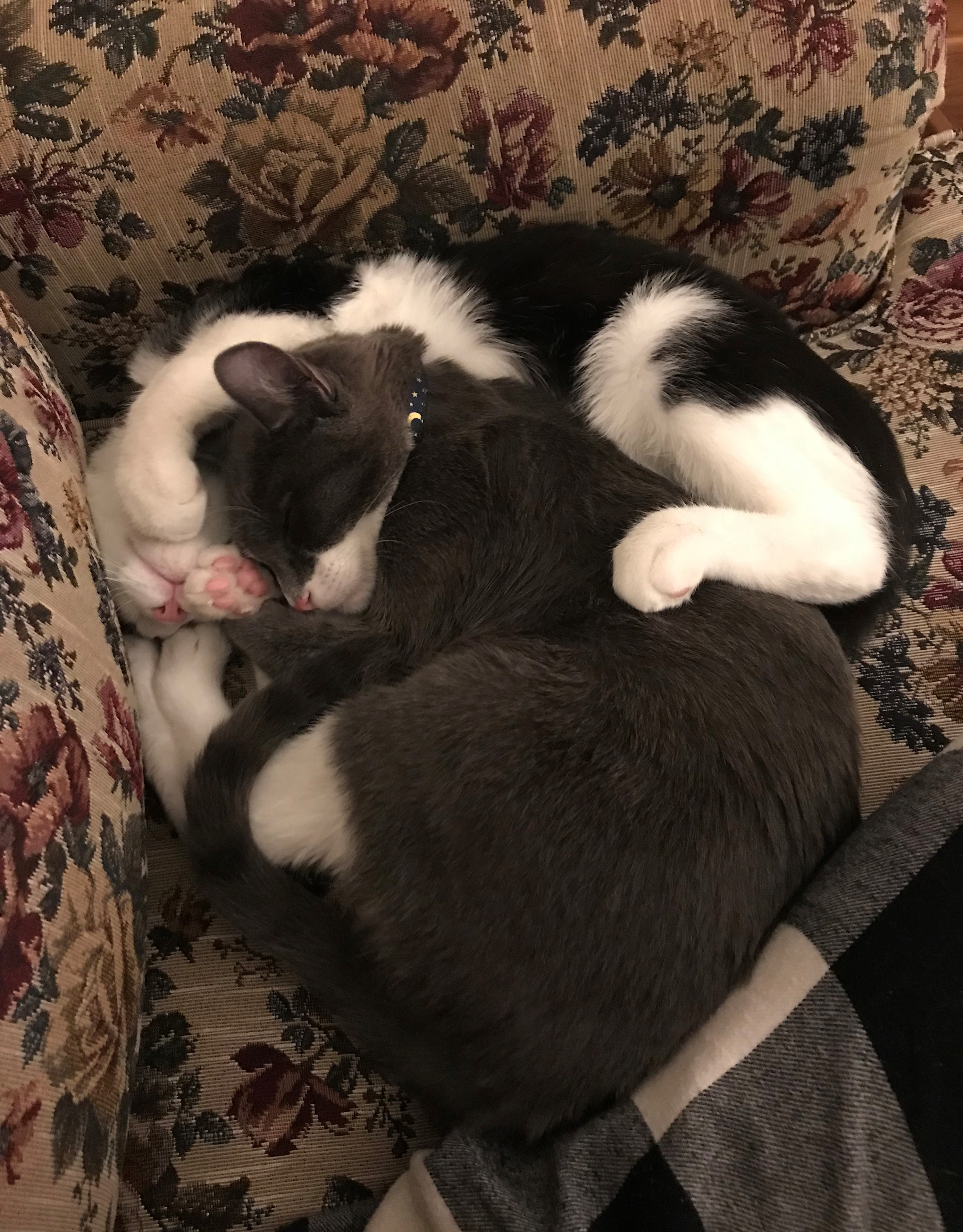 Photo of two cats, Mabel (gray) and Dipper (black), curled together and sleeping on a sofa with floral upholstry. 