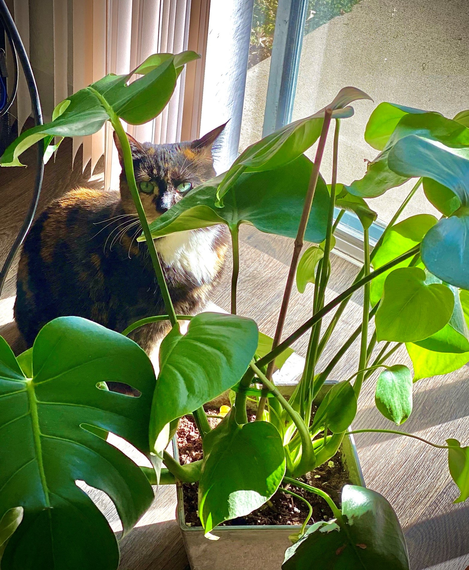 Photo of an orange and black cat with bright green eyes, hiding behind the large green leaves of a houseplant that sits in a large container on the floor.