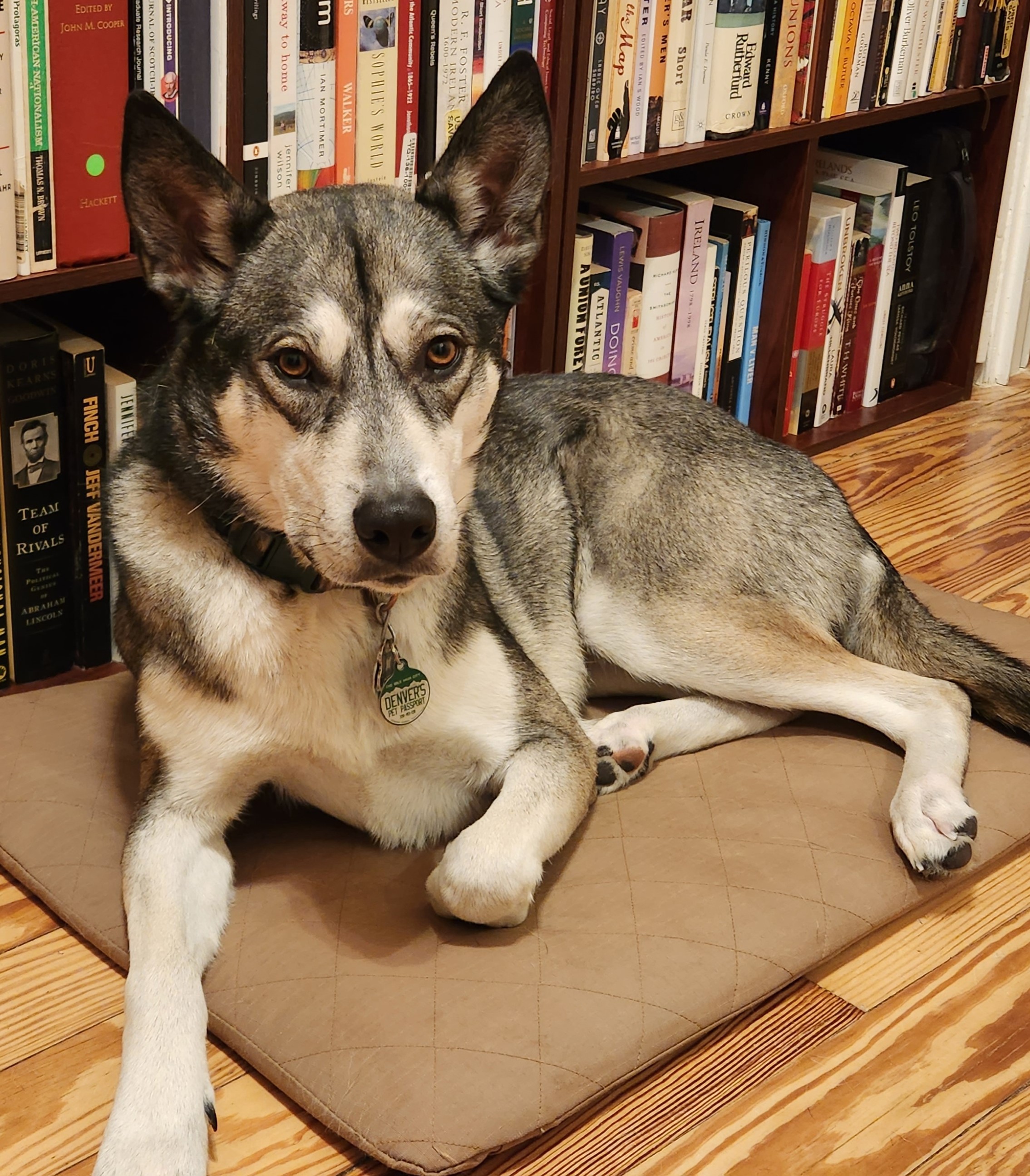 Photo of a dog with distinctive black and white husky-like markings. She is laying on a tan cushion in front of a bookcase full of history books, looking at the camera.