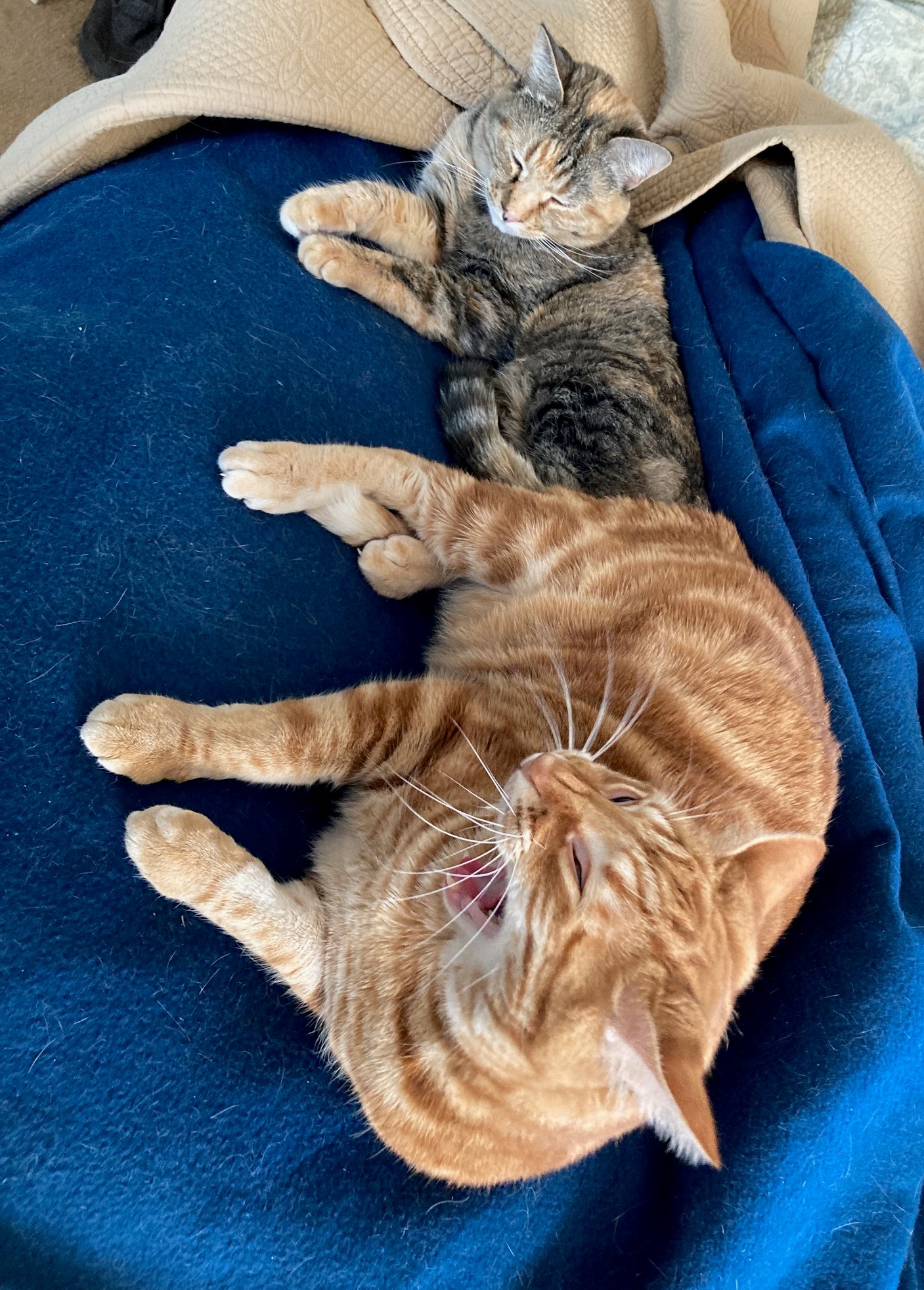 Photo of two cats, lounging happily on a comfy blue blanket. The golden cat in the foreground is enjoying a nice wide yawn, while the gray cat lays with its eyes closed happily.