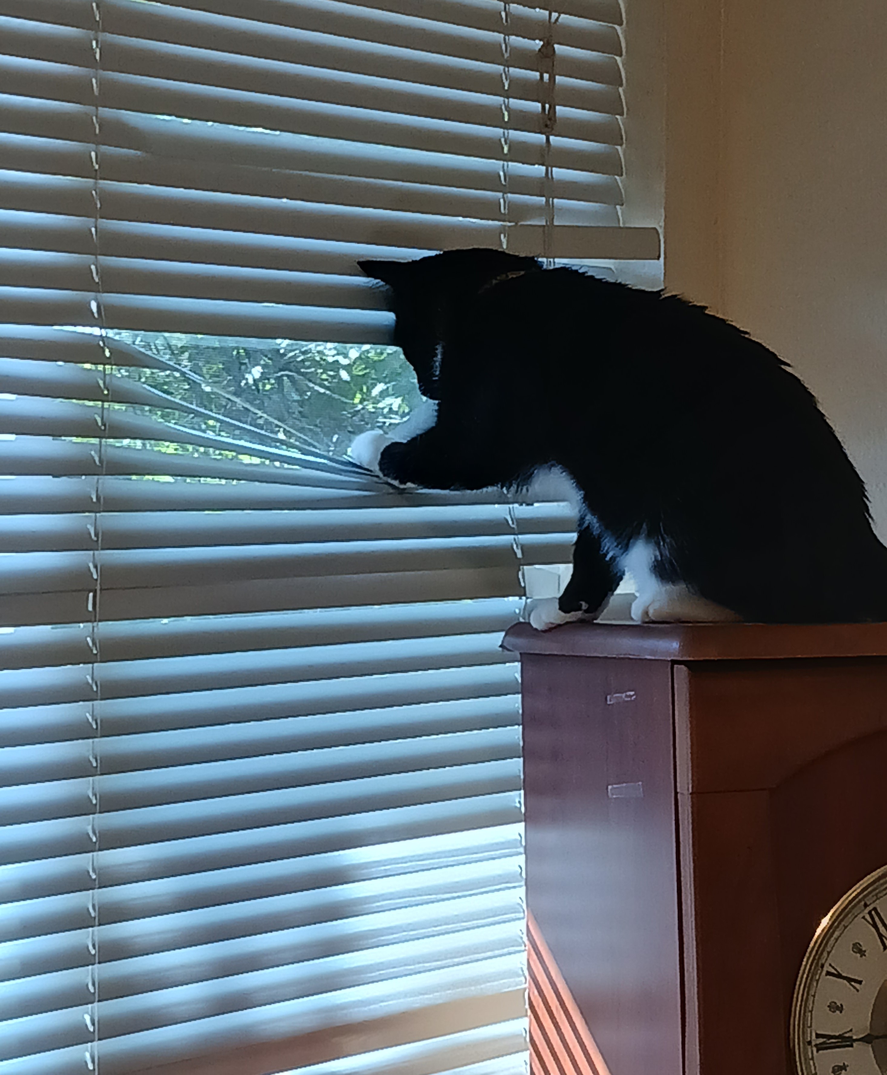 Photo of a black cat with white paws, sitting atop a clock cabinet and peering out of the window through the white window blinds.