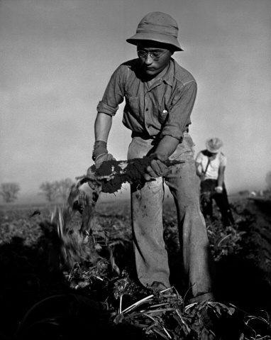Men from Amache harvesting nearby fields.