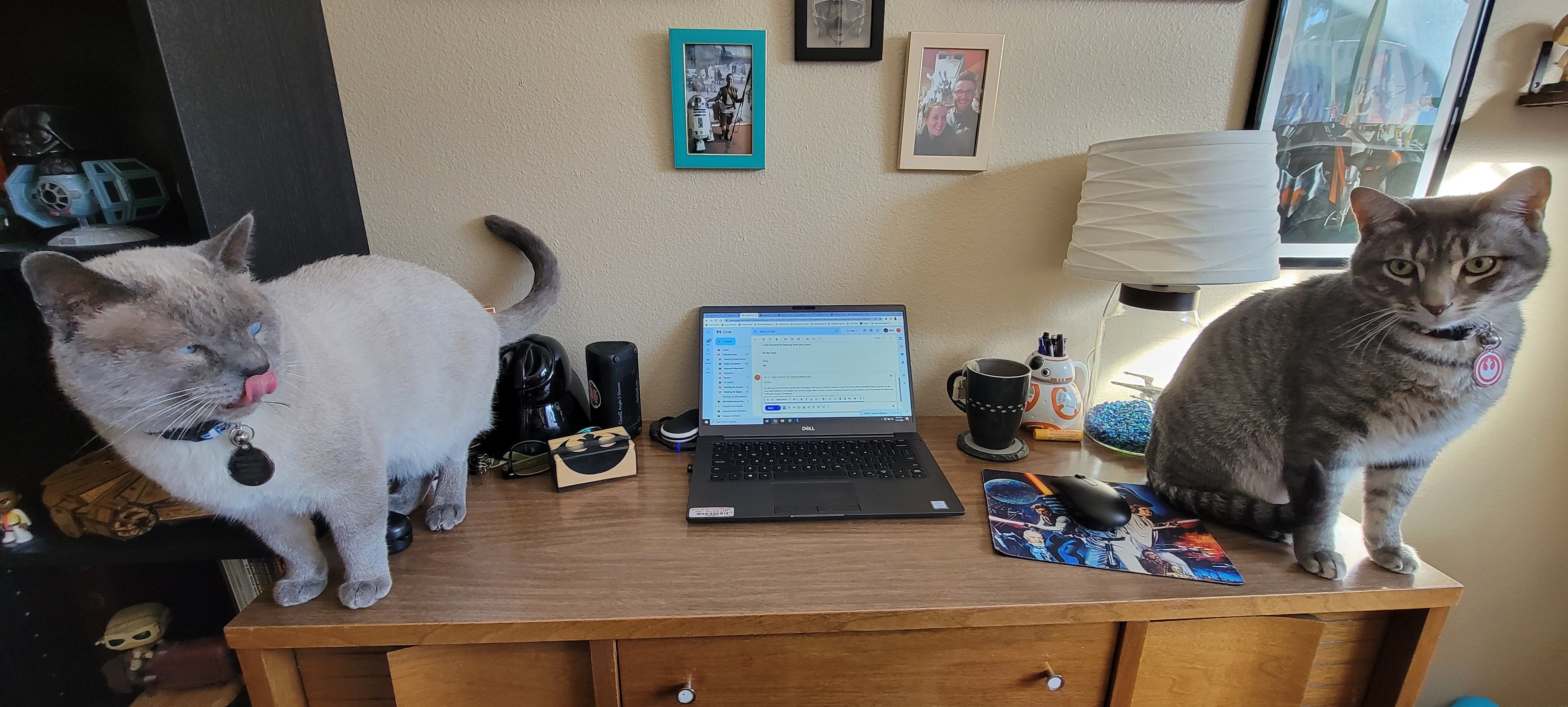 Photo of two cats on a credenza, one on either side of an open laptop computer. The cats are named Droopy McCool, a Siamese standing to the left, and Tobias Beckett is a gray striped cat sitting  to the right. Both cats wear collars sporting tags with the Star Wars films logo for The Resistance. 