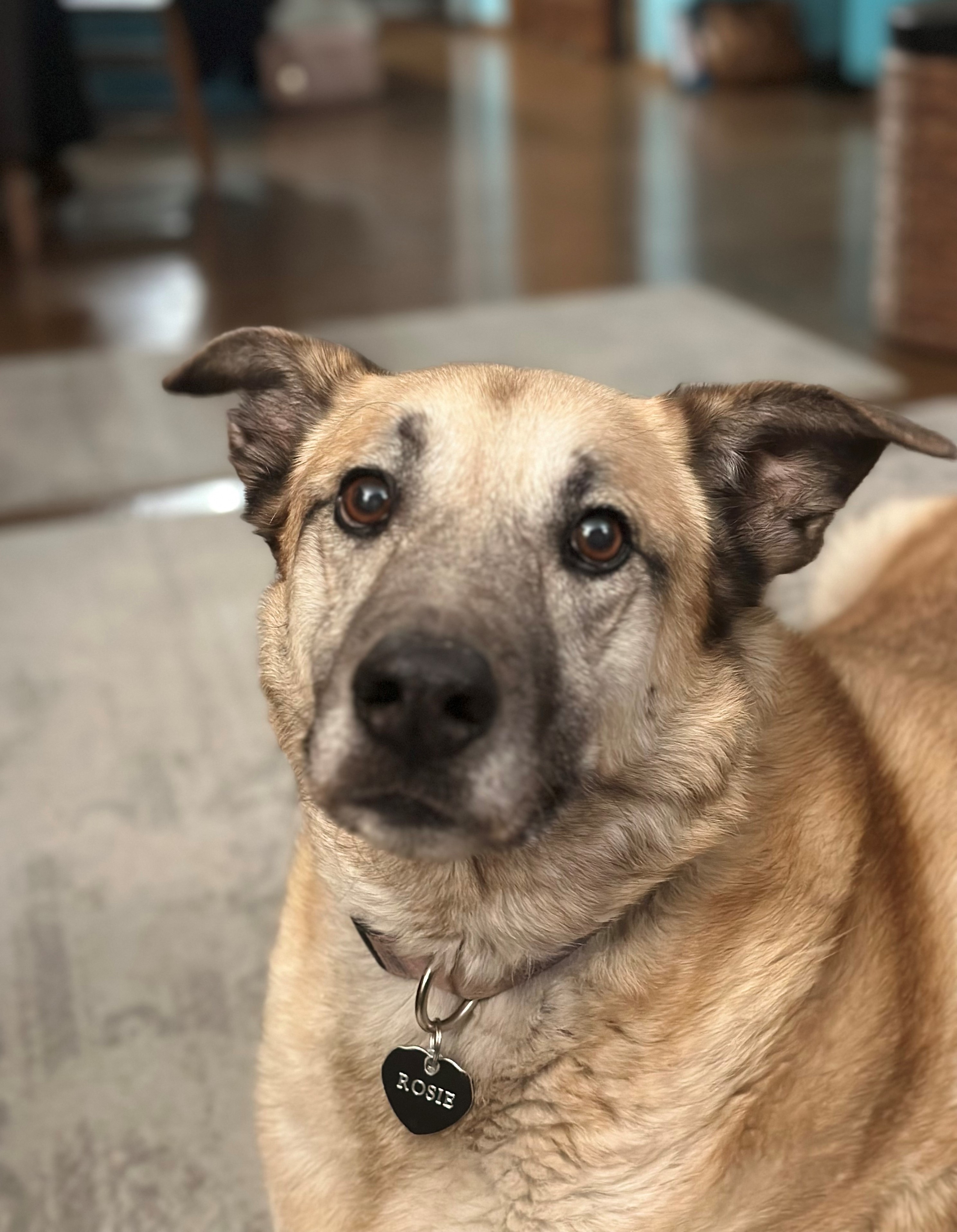 Photo of an Alsatian mix-breed dog who is looking eagerly at the camera. The camera person must be holding treats up to get her to look at the camera.