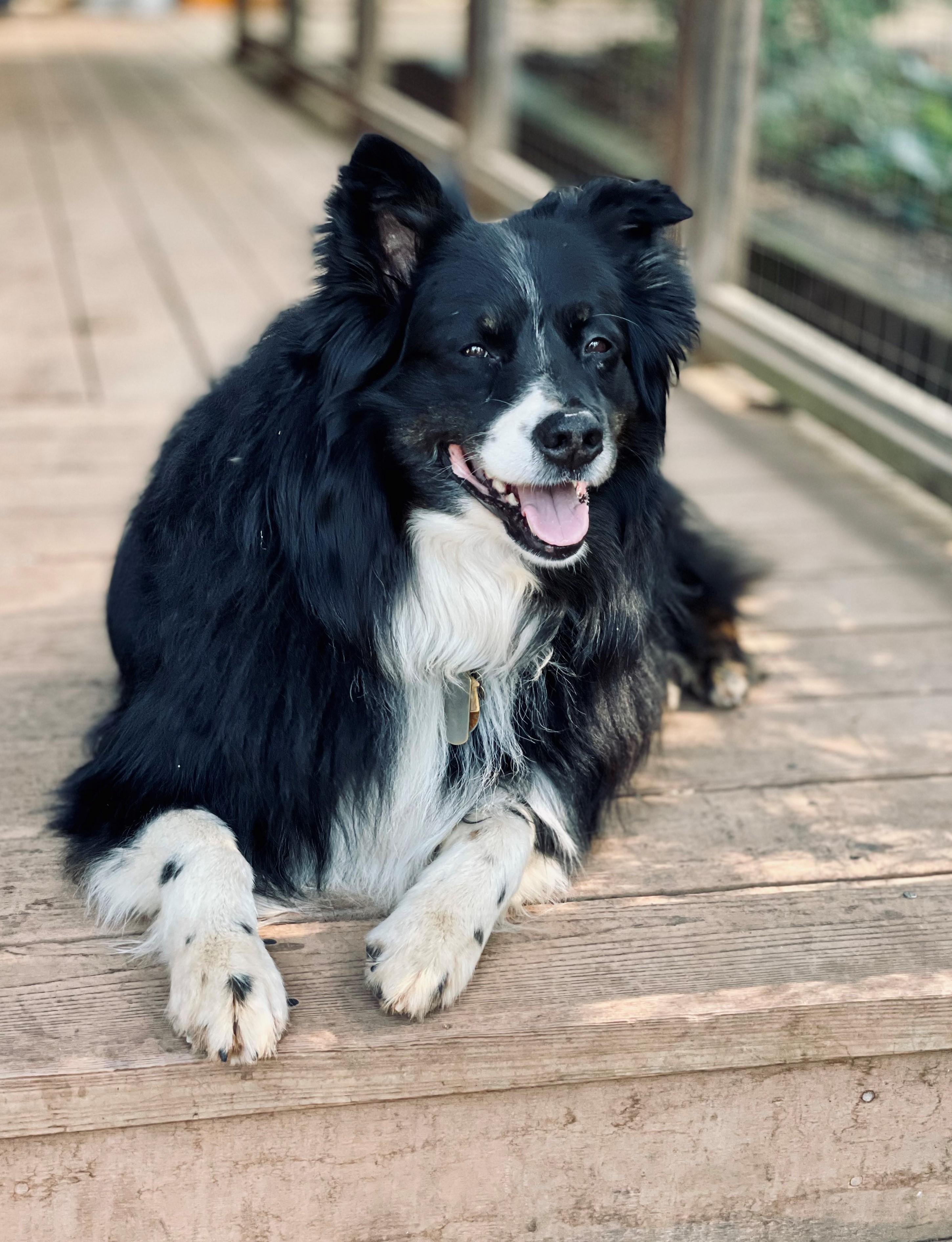 Photo of a long-haired black dog with a white chest and white and black speckled front legs and paws. Laying happily on the deck, Shade's mouth is open, panting lightly, with smiling eyes.