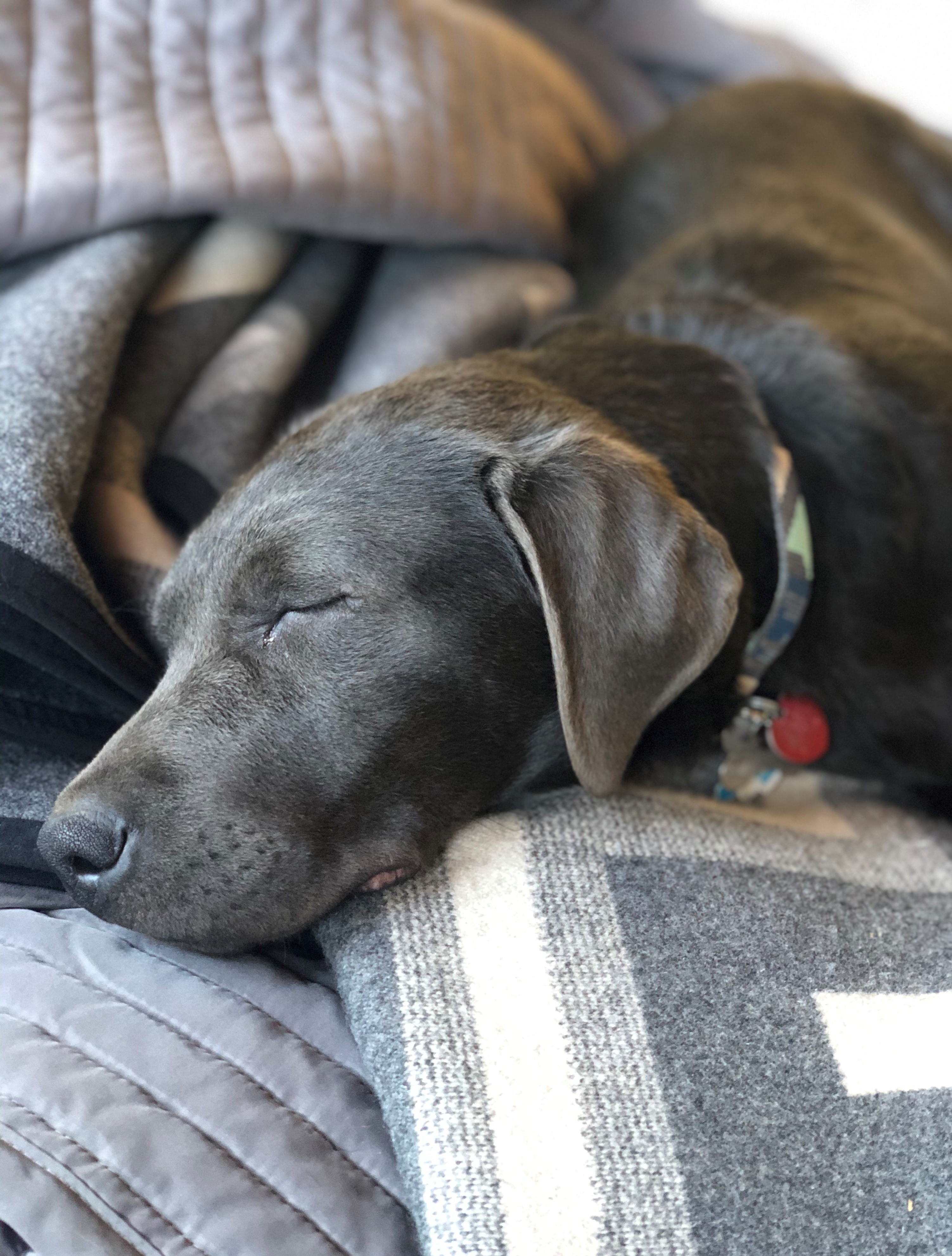Photo of a sleepy Chocolate Labrador, sleeping very peacefully on top of a gray and white Pendleton blanket.