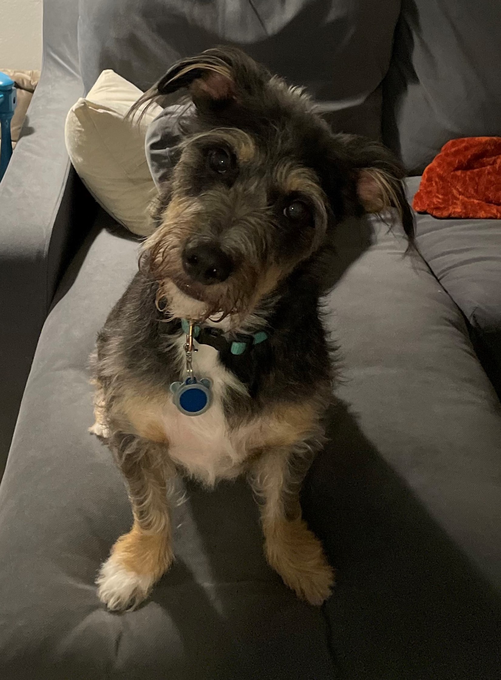 Photo of a fuzzy small dog named Winston. He is standing on a gray sofa, and his wispy tan, gray, and white hair creates little curls around his ears and legs. He has long expressive eyebrows and is tilting his head in curiosity as he looks at the camera.