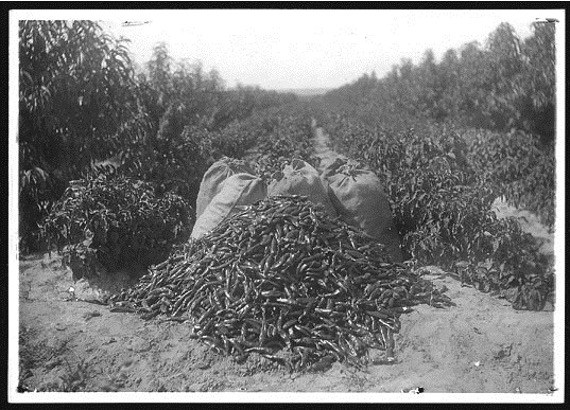 Chile Harvest 1900