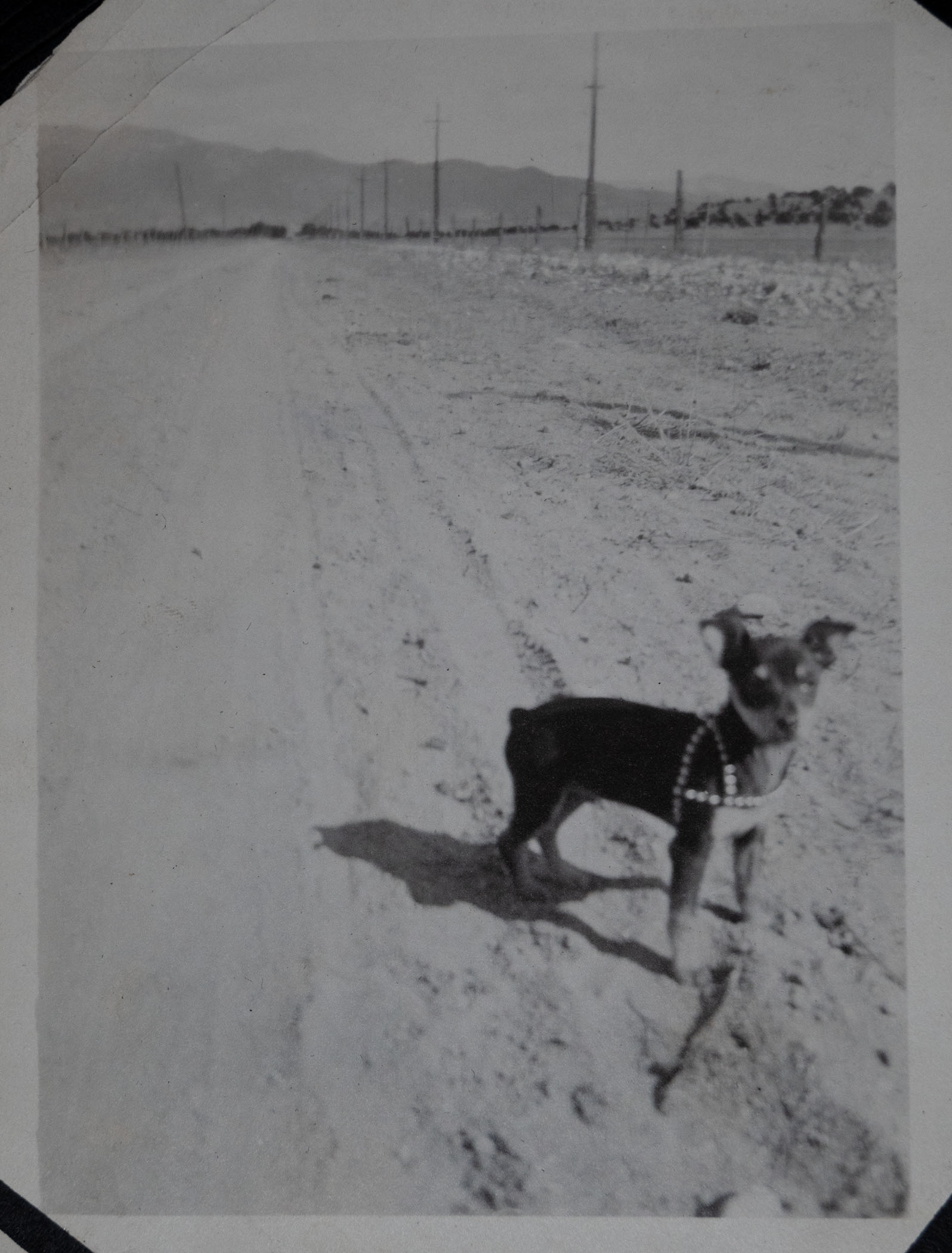 Mister Pimp Powers as a puppy standing alongside a dirt road. 